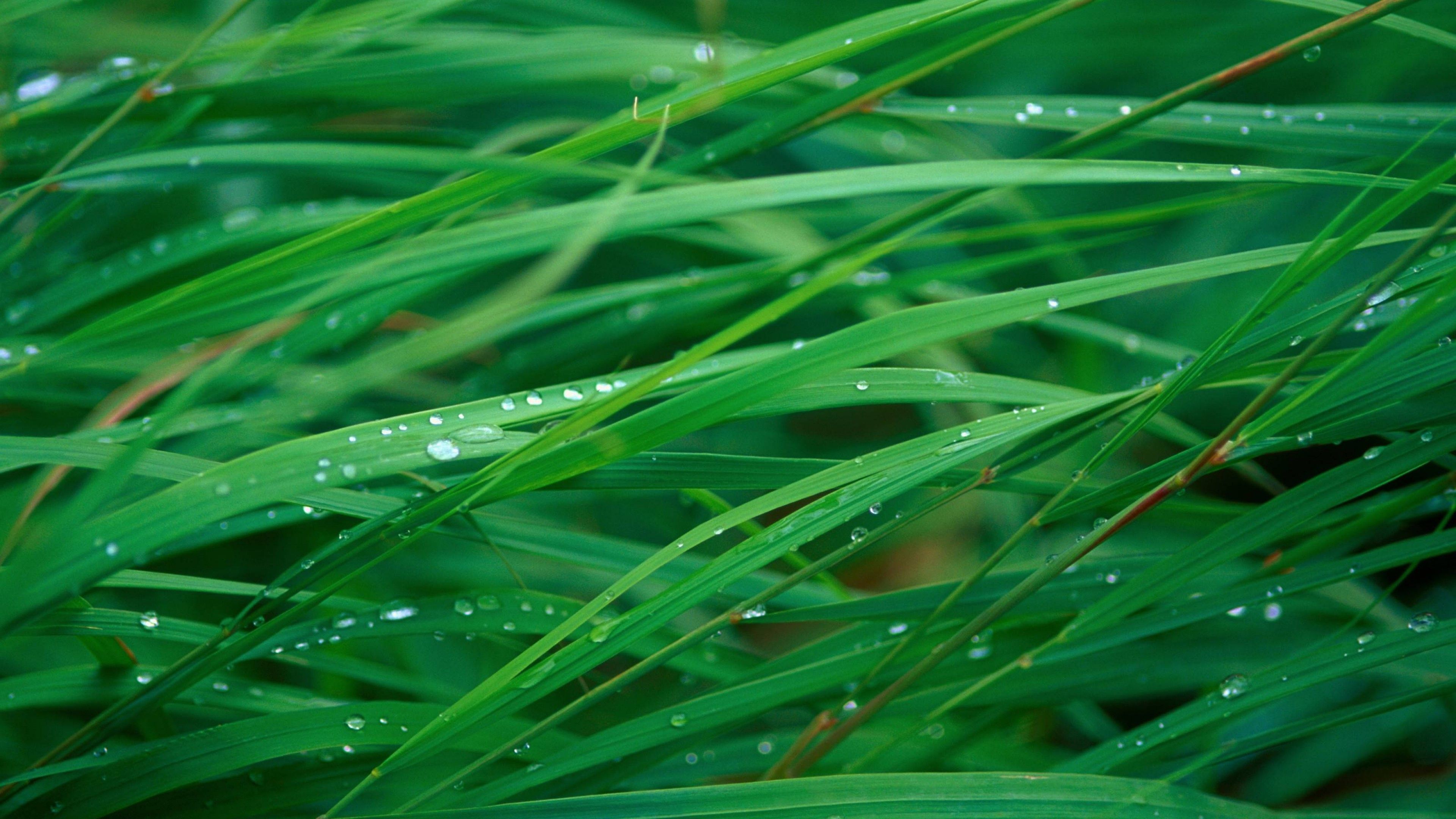 Fondo de pantalla de hierba, 5k, fondo de pantalla 4k, OSX, verde, rocío, Naturaleza # 168