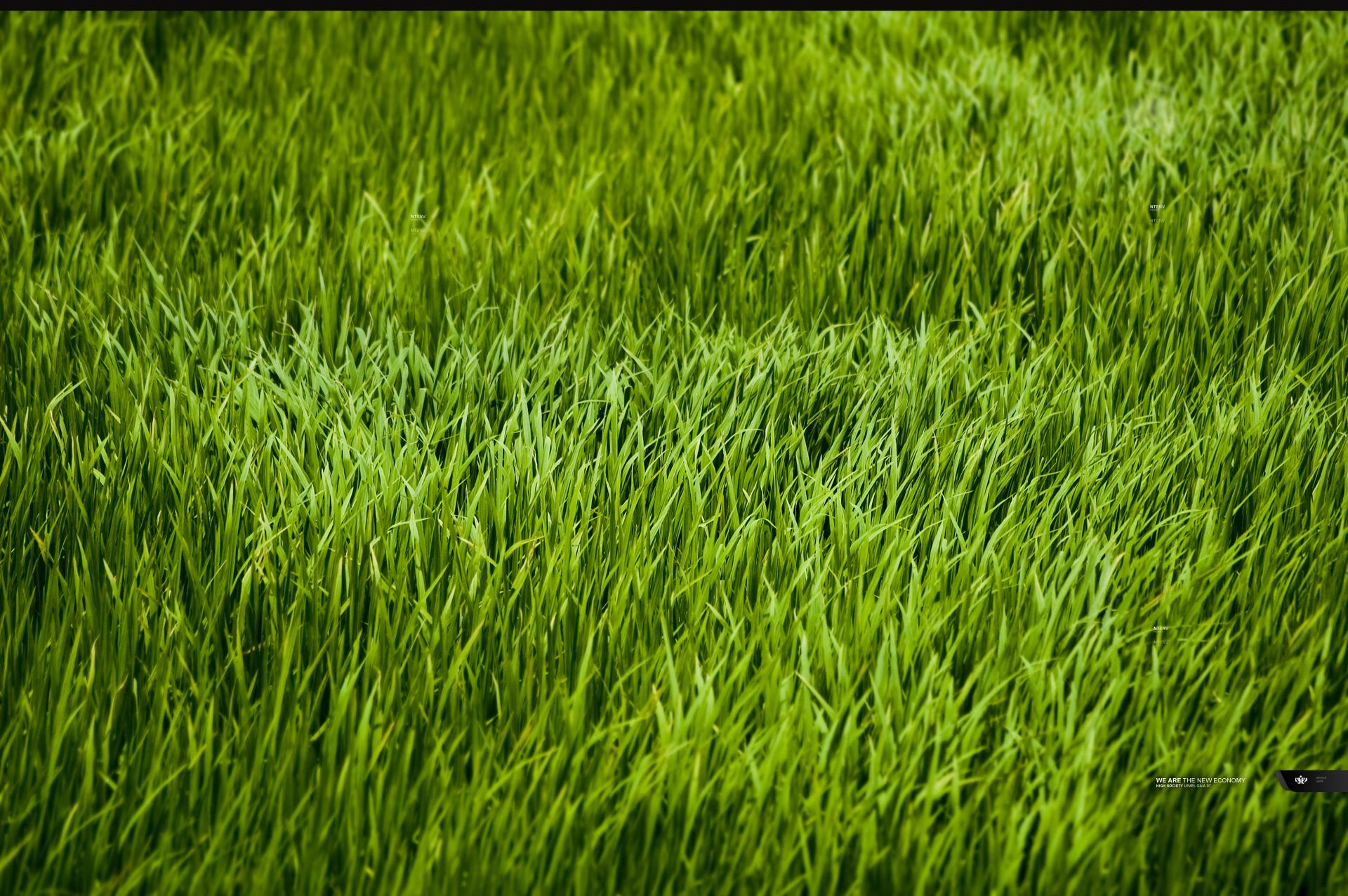 Fondo de pantalla de hierba | 1920x1277 | ID: 4624 - WallpaperVortex.com