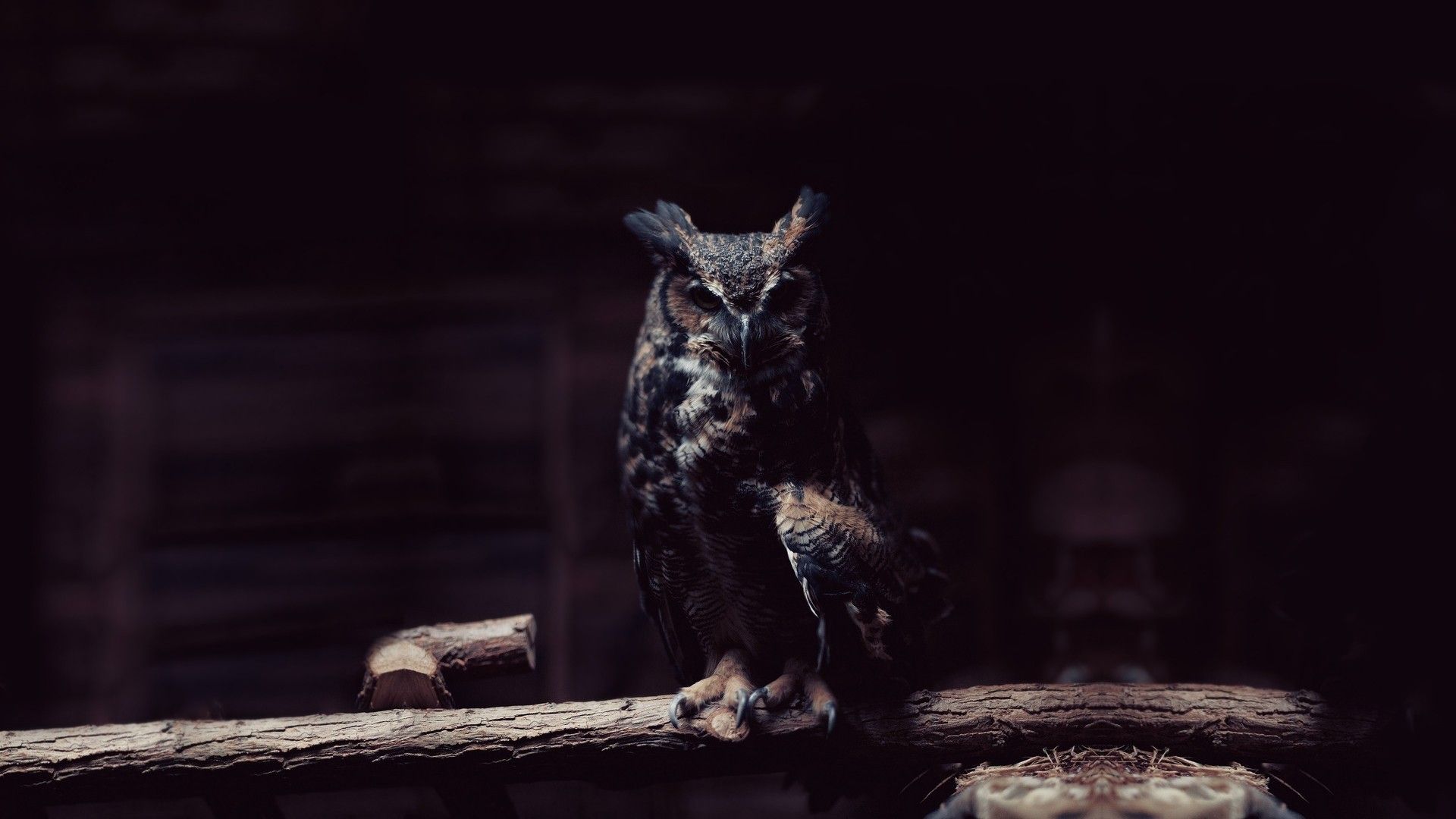 HD Owl Wallpaper (más de 78 imágenes)