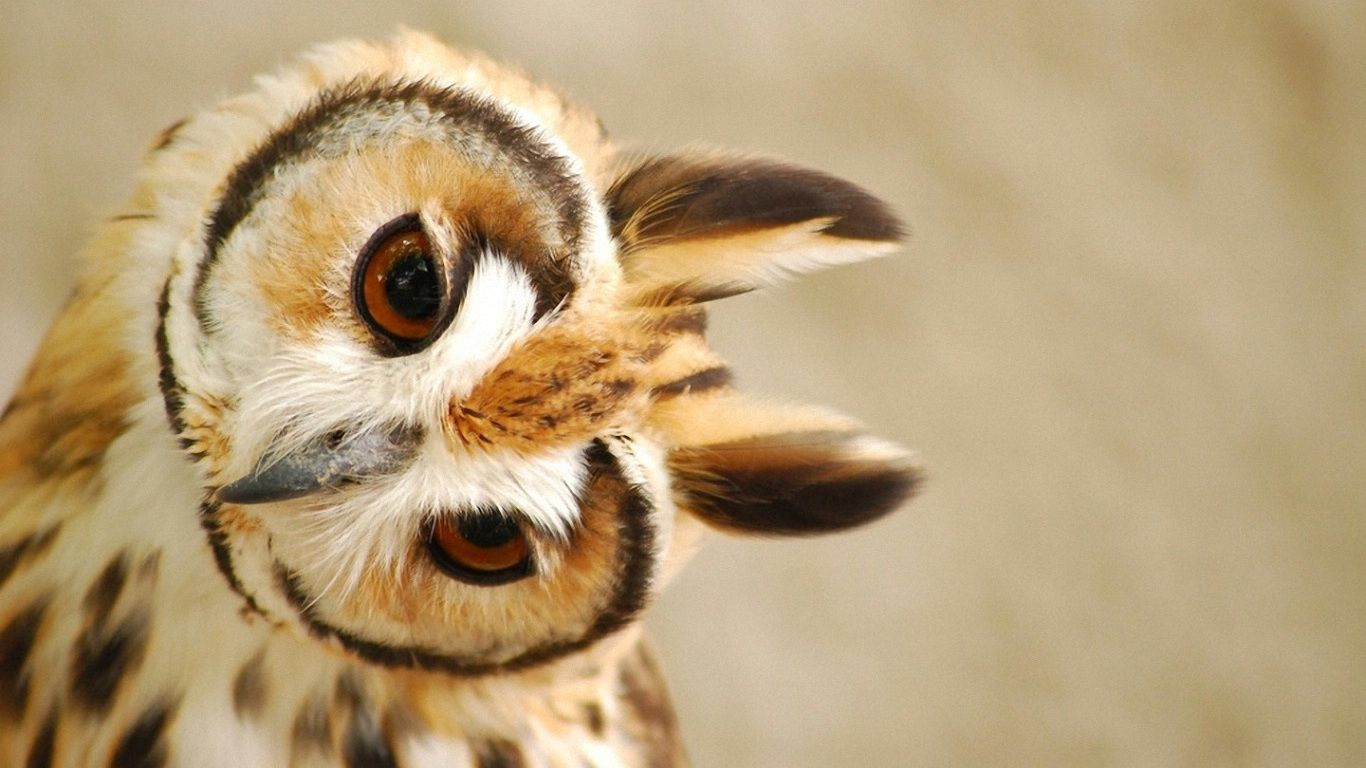 Cute Owl Wallpaper # 6784863