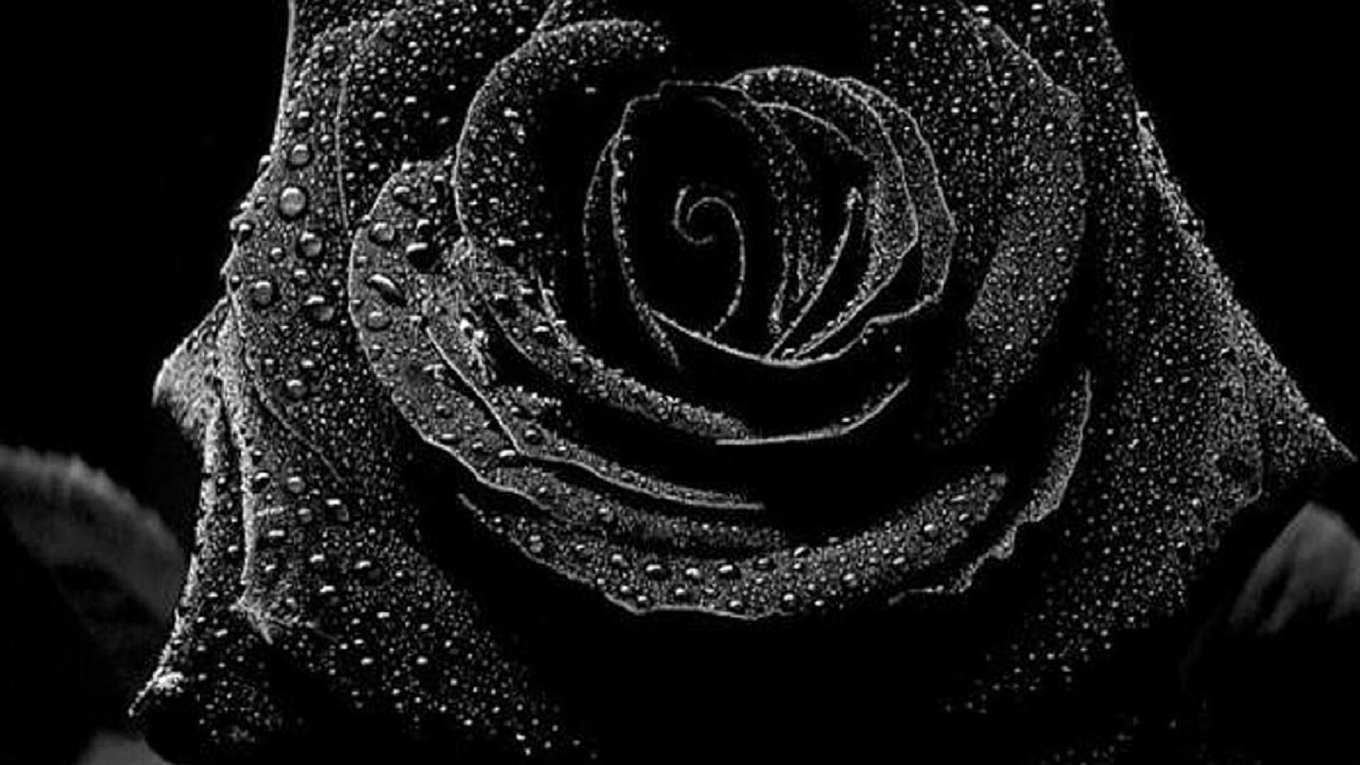Black Roses Wallpaper (64+ imágenes)