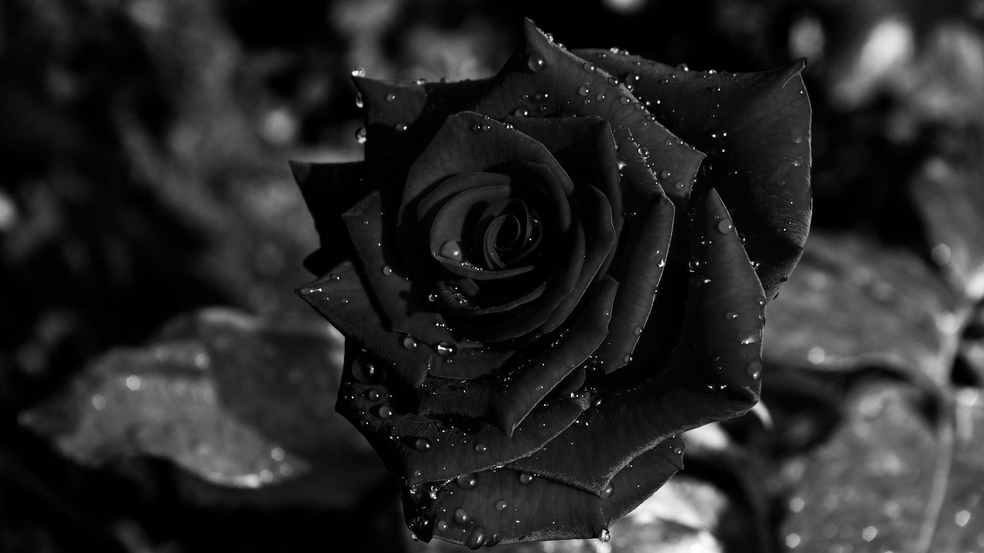 Black Rose fondo de pantalla Full HD # 9lQ | Asombro | Rose fondo de pantalla