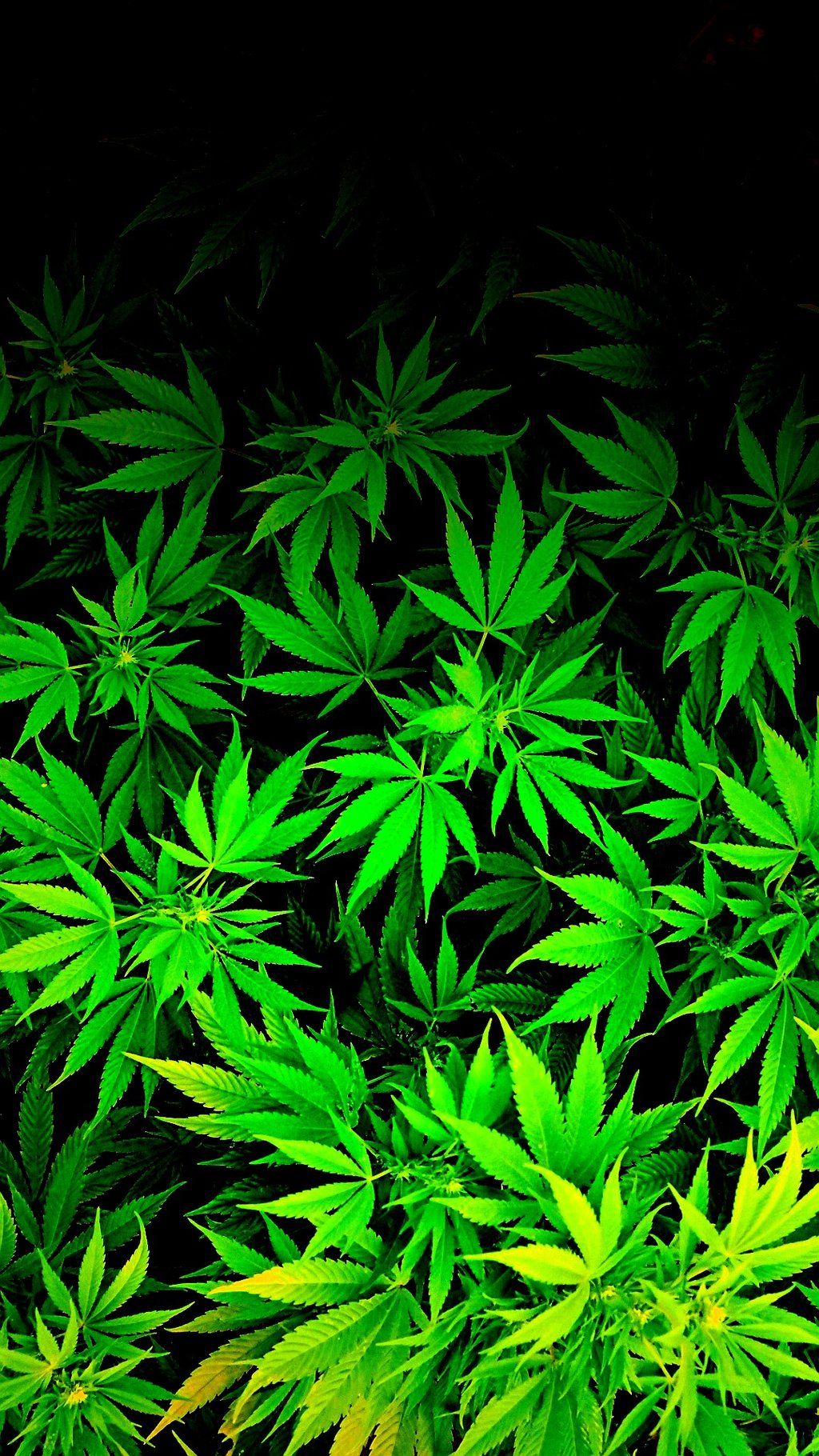 46+] iPhone Marijuana Wallpaper HD