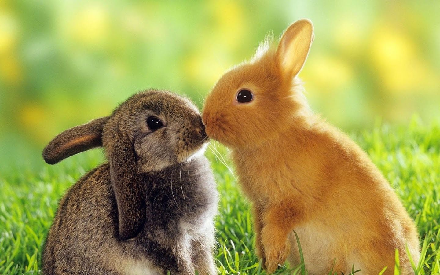 Top 40 Rabbit hd Colección de fotos Rabbit Animals Wallpapers