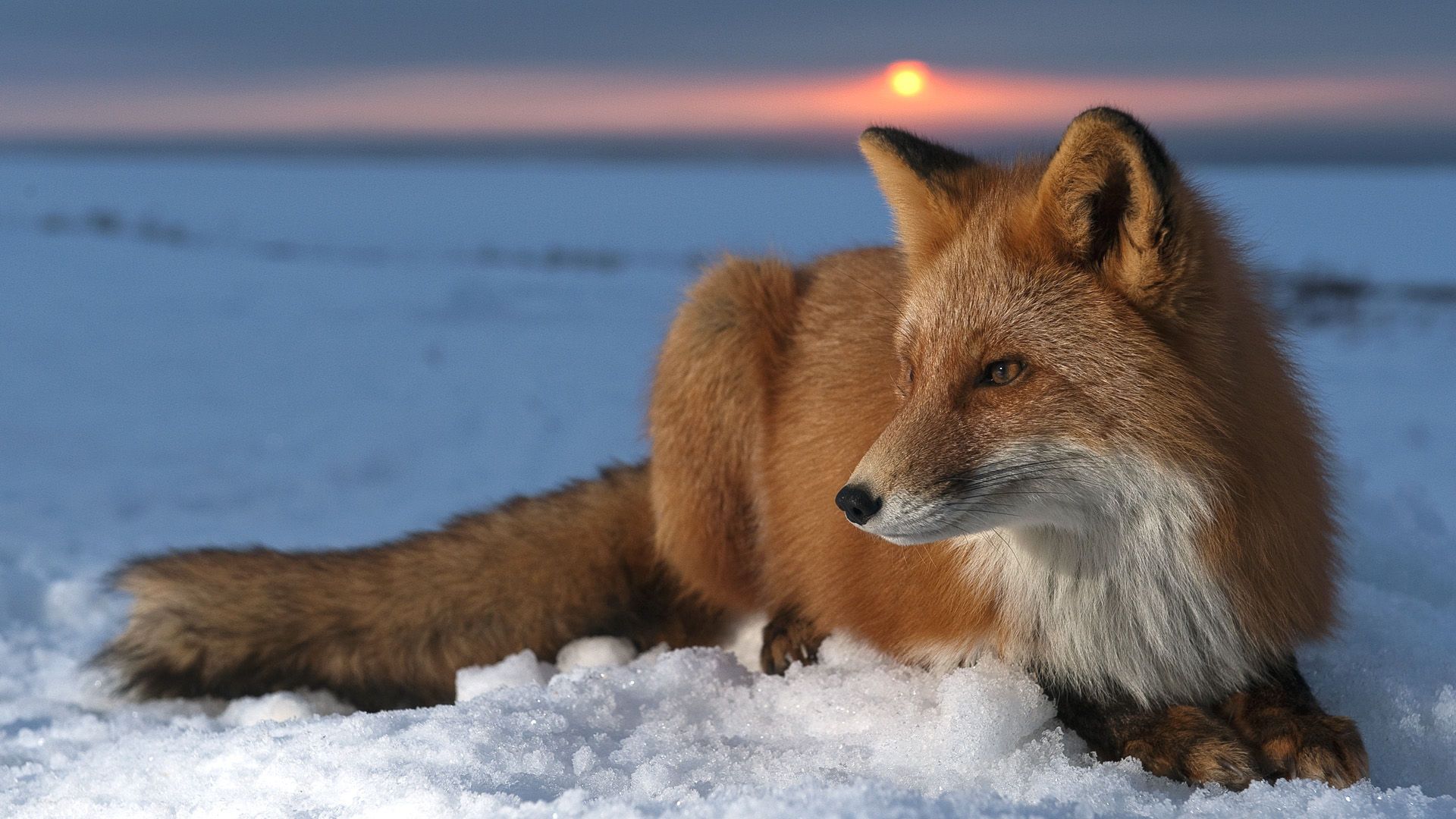 El mejor paquete lindo de animales de invierno Wallpapers (8 + Imágenes)