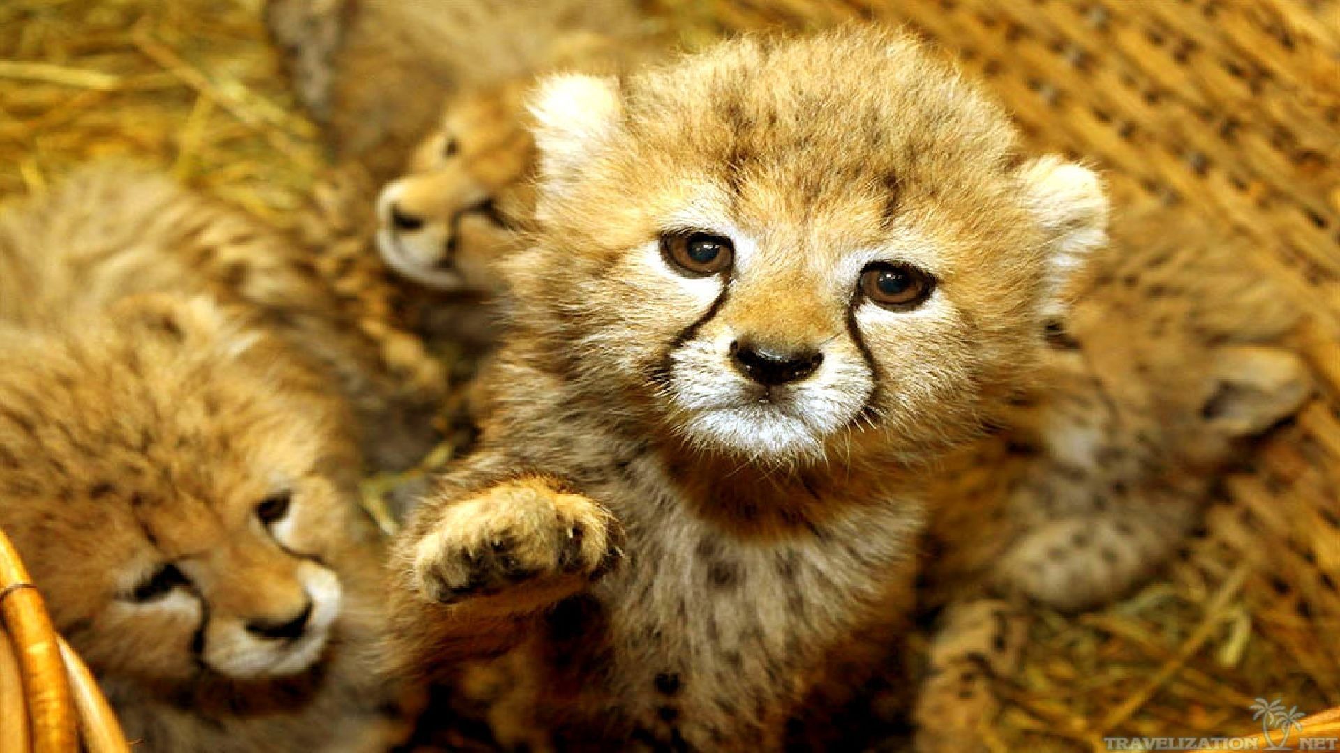 Baby Animal Wallpapers Animales