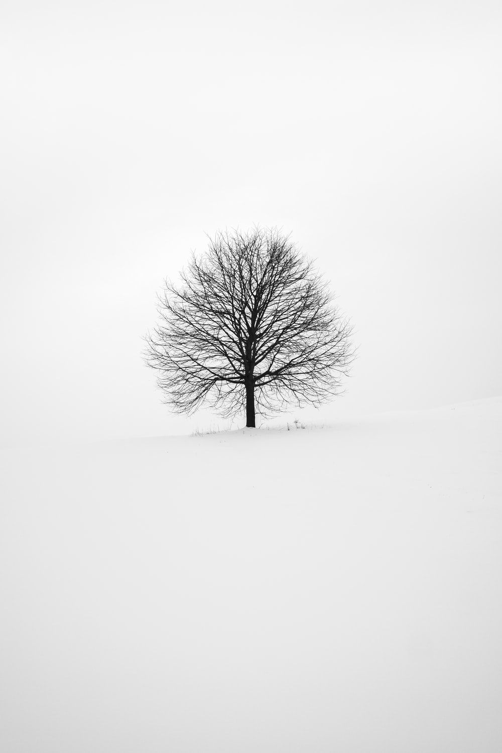 Mejores 100+ fotos en blanco y negro [HD] | Descargar imágenes gratis en