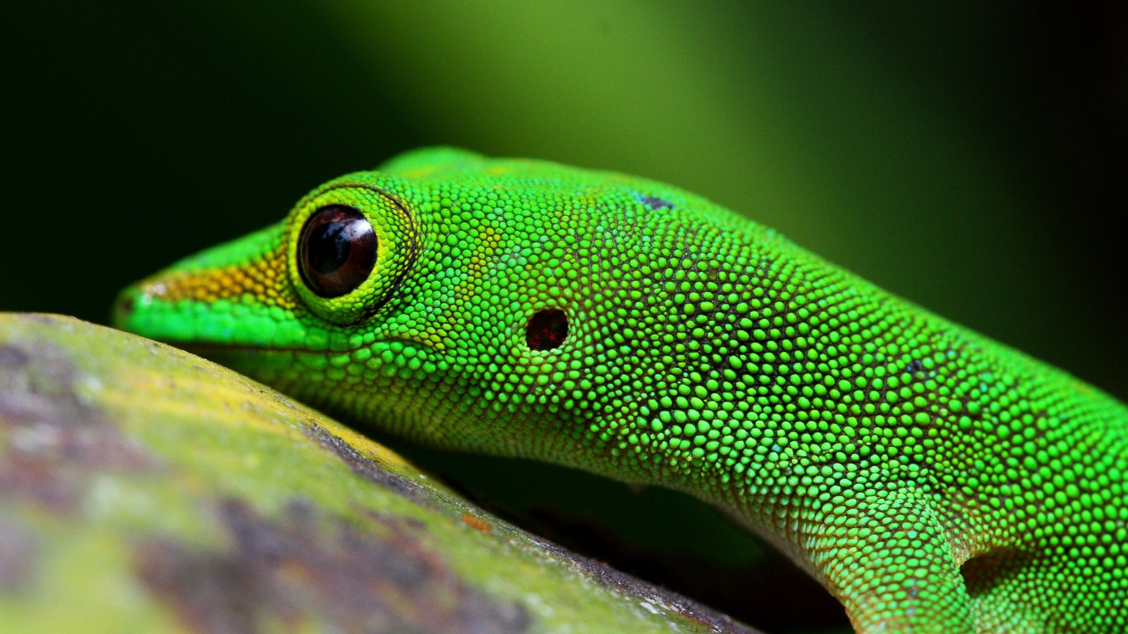Fondo de pantalla Gecko, reptil, verde, 4k, Animales # 15438