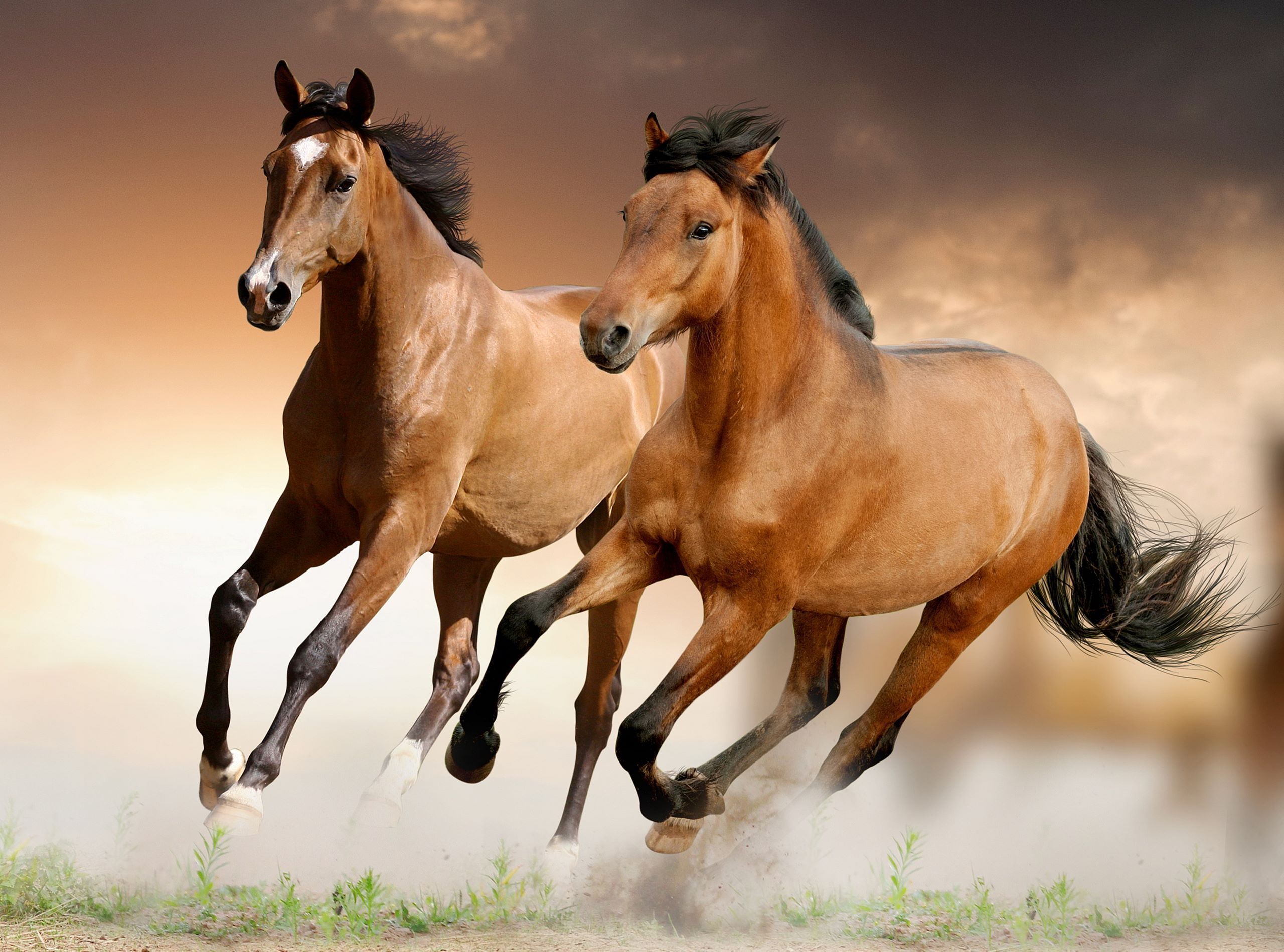 Brown Horses Running Wallpaper, Fondos de pantalla HD, Imagen, Imágenes | HD