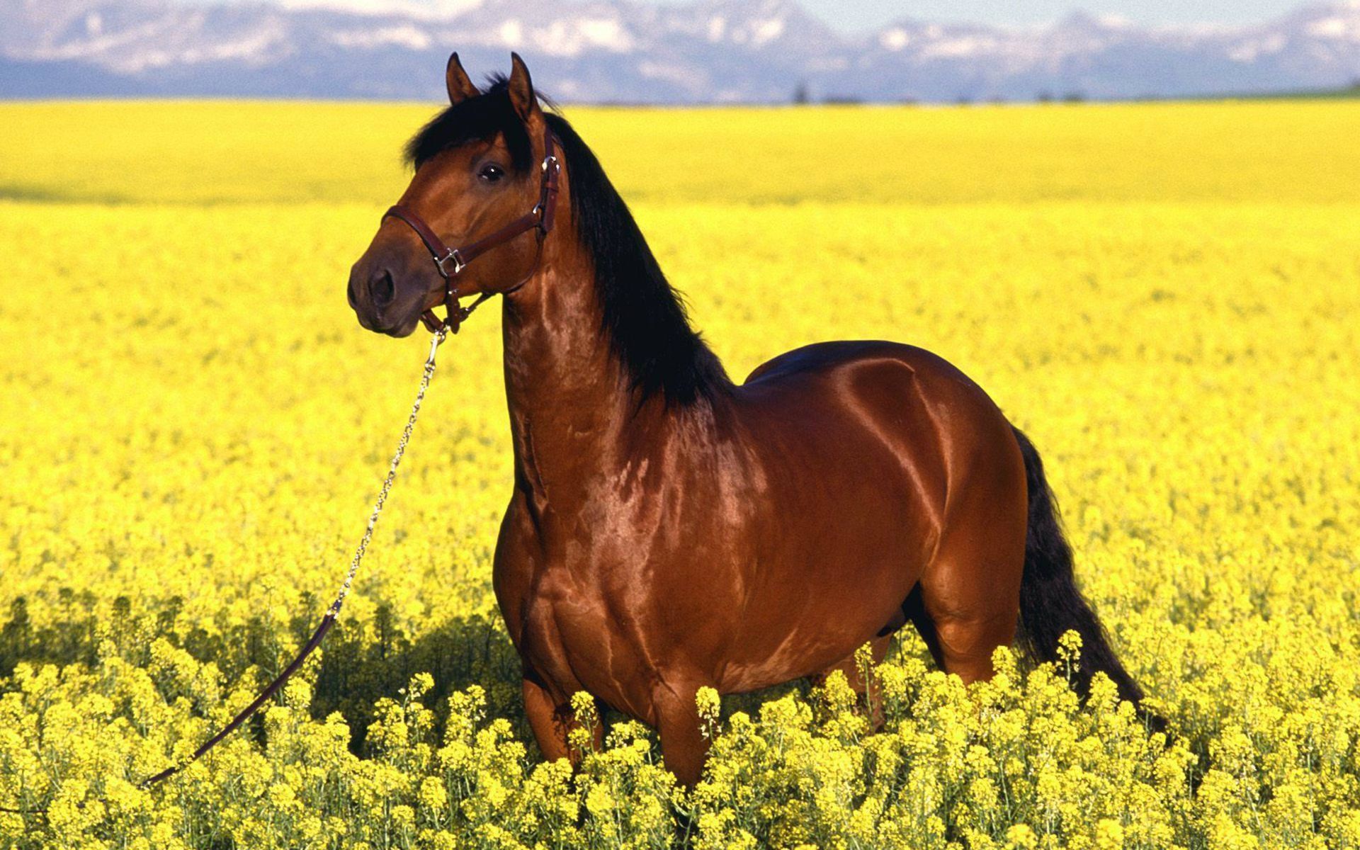 Gratis HD Horse Backgrounds Fondos de Escritorio | Animal libre de caballos