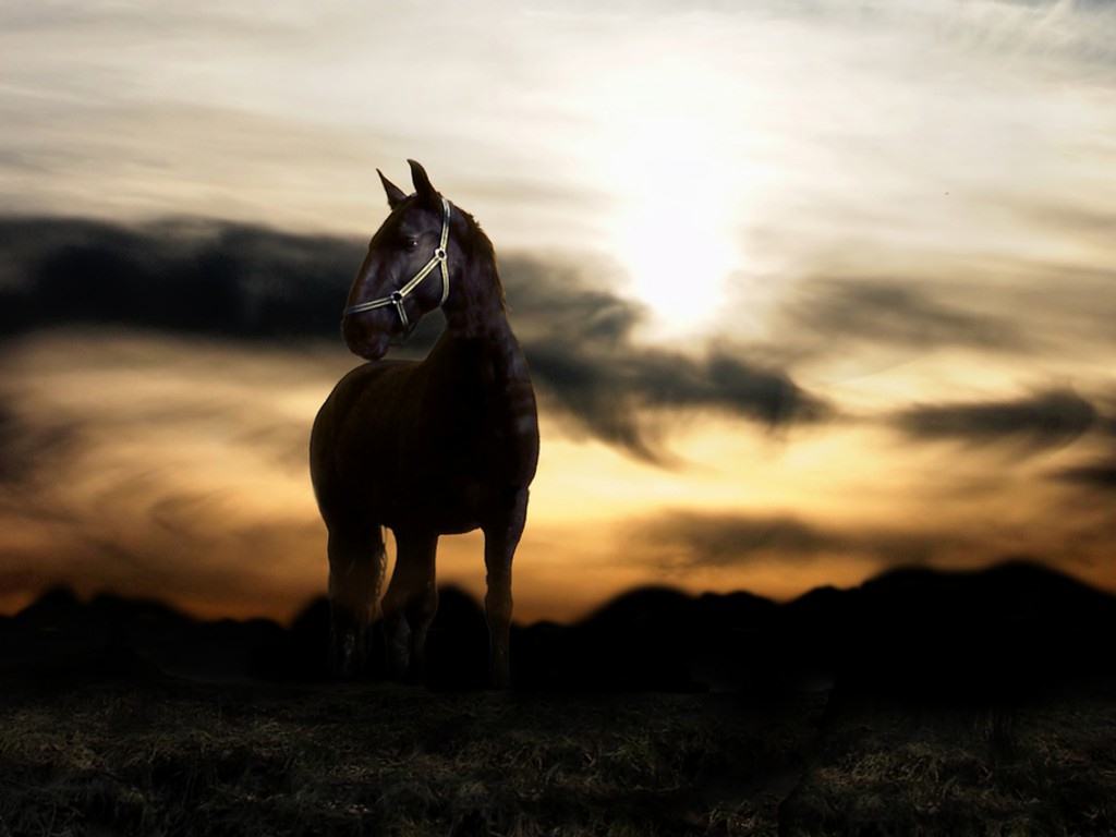 Horse Pics 4 de marzo de 2019, Jenni Rubinstein - Horses In The Sunset