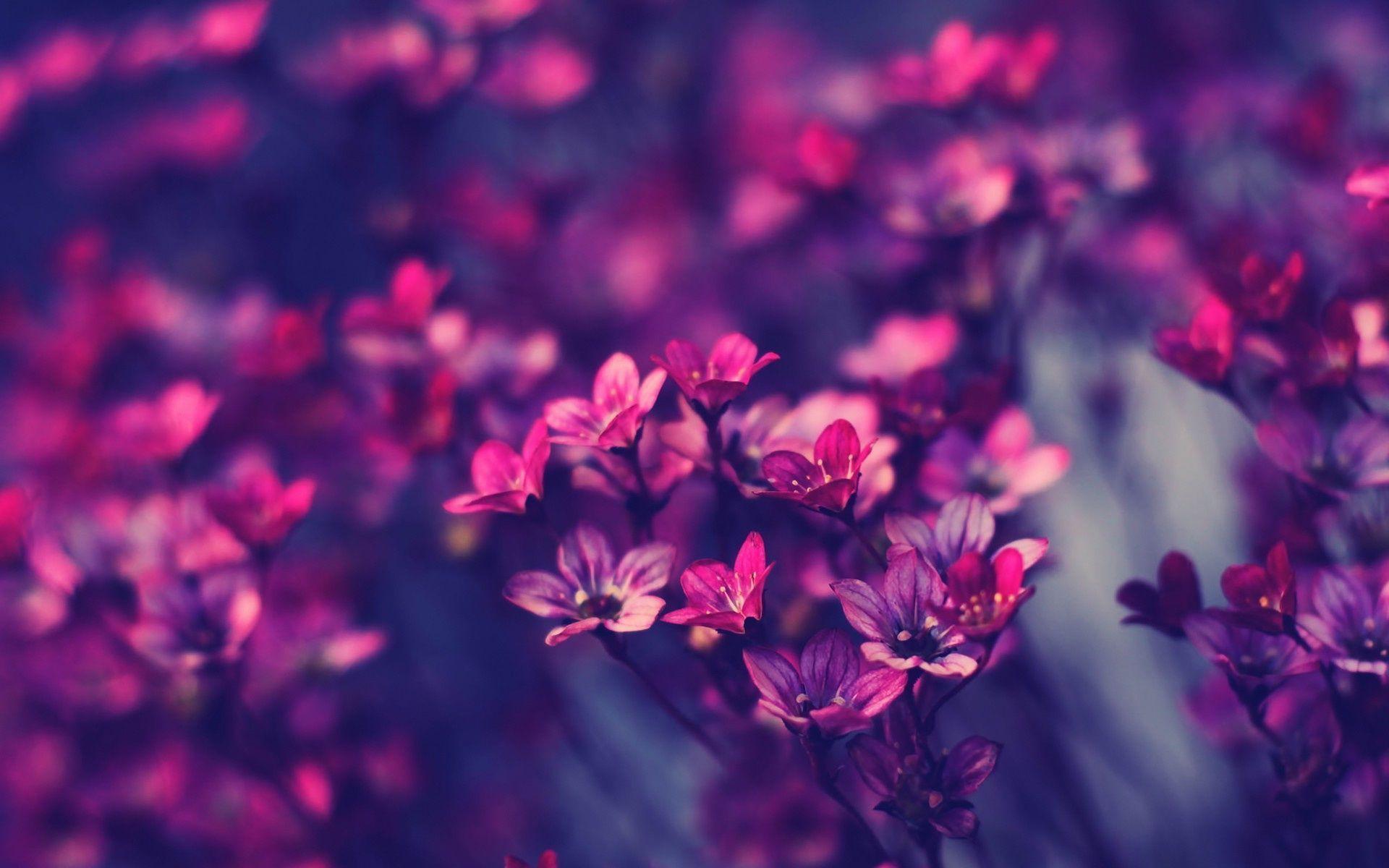 55+ Purple Flowers HD Wallpapers - Descargar