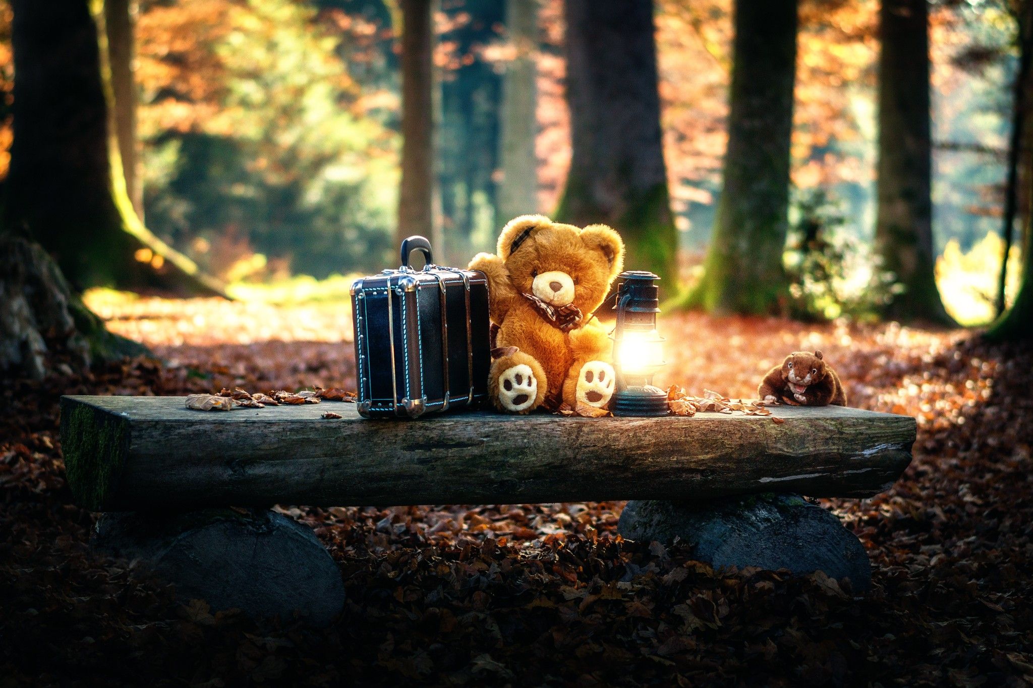 Teddy Bears Cute Alone in Forest, HD Cute, 4k Wallpapers, Images