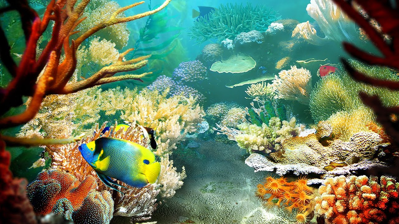 Tropical Fish 3D Screensaver y Live Wallpaper HD