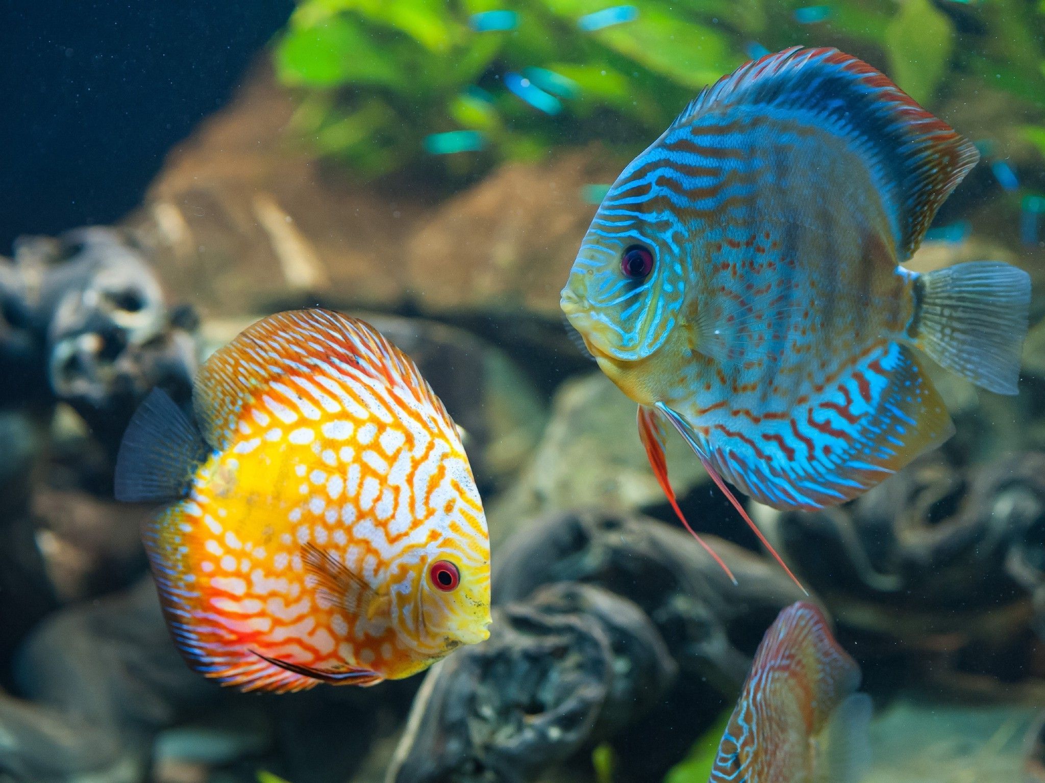 animales, peces, Discus Fish Wallpapers HD / Desktop y Mobile