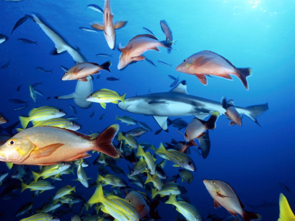 Animales - Ocean Reef Fish Fondos de pantalla - 0.4 Fondos de pantalla 1024x768