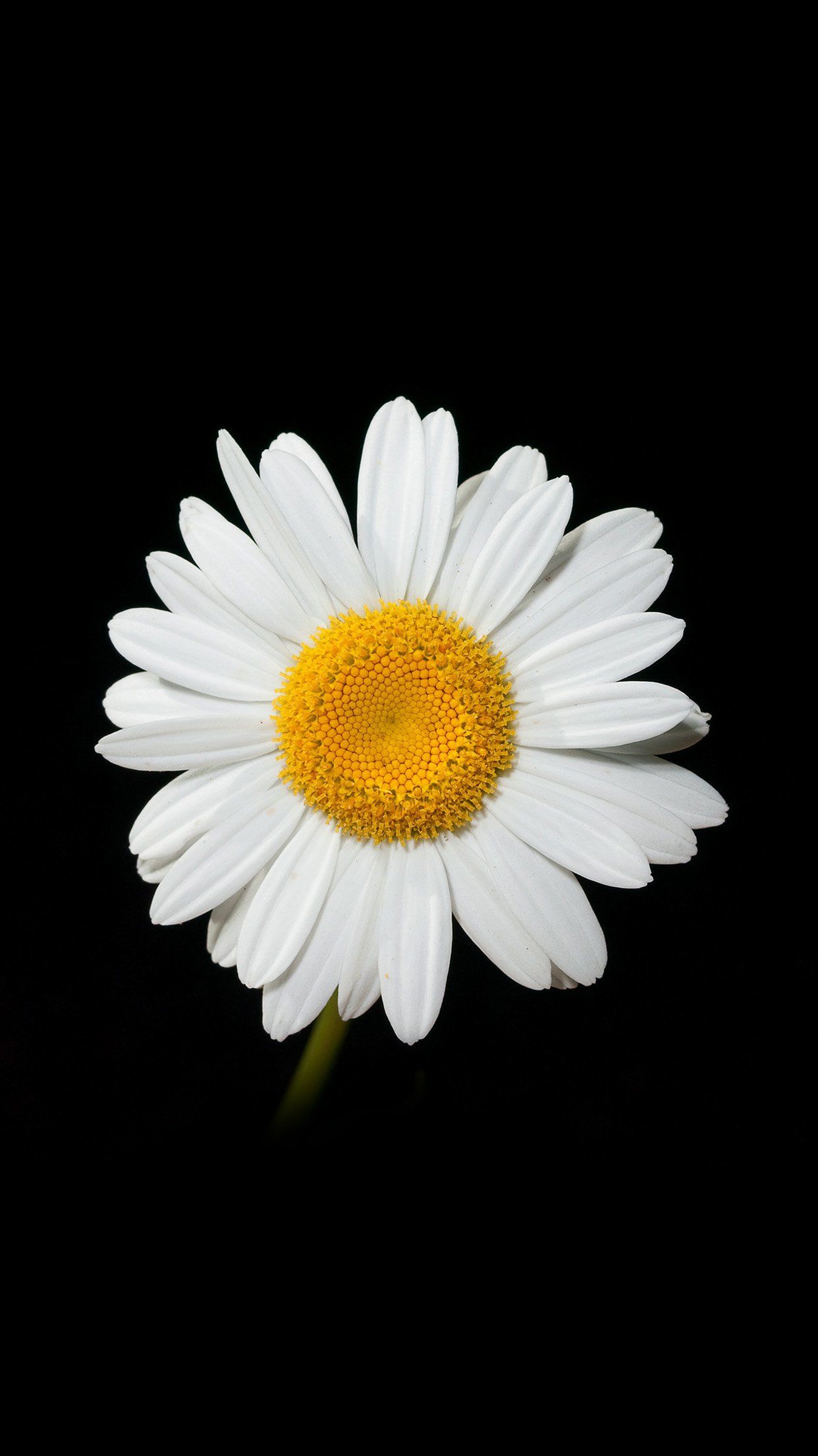 Daisy Flower Dark Nature fondo de pantalla de Android - fondos de pantalla de Android HD