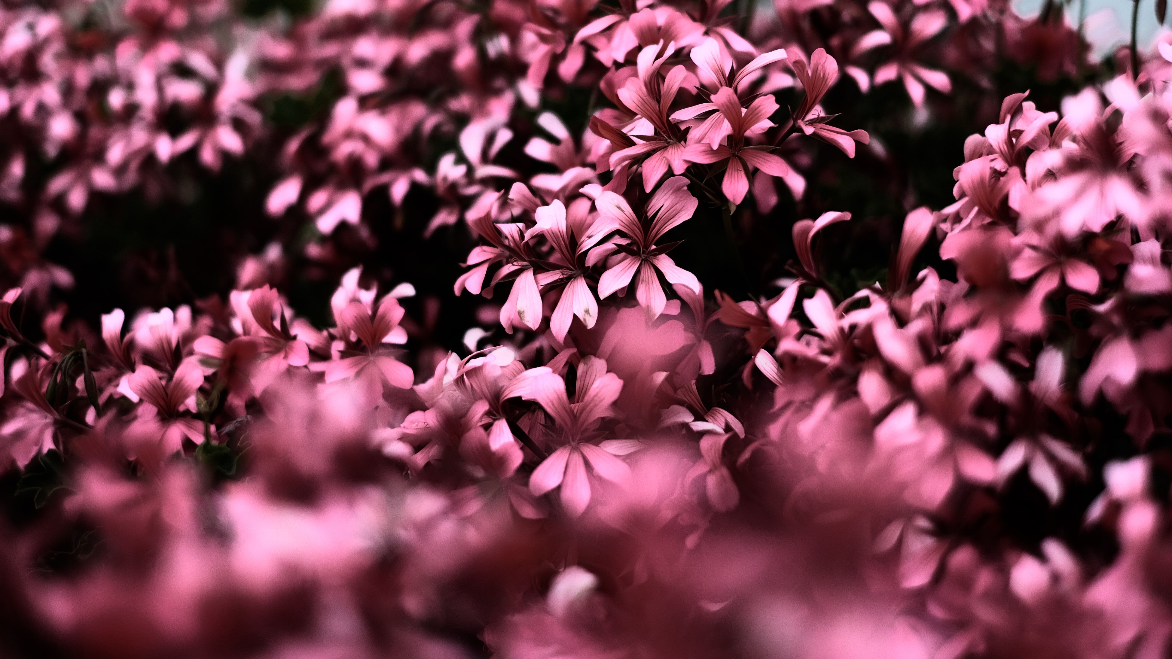 Pink Flowers Ultra Hd Blur 4k, HD Flowers, 4k Wallpapers, Images