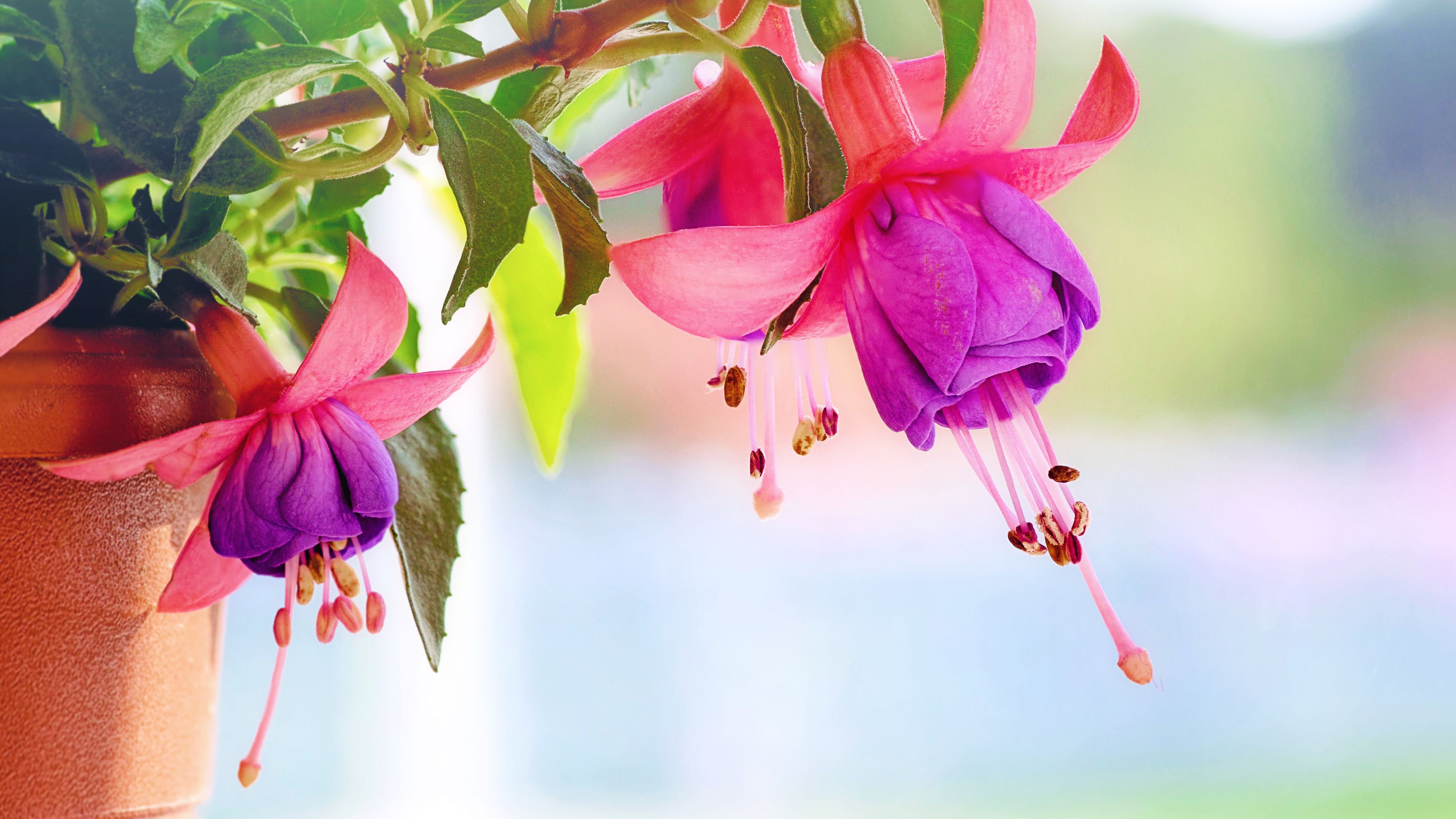 Fondo de pantalla de Chromebook Fuchsia Flowers
