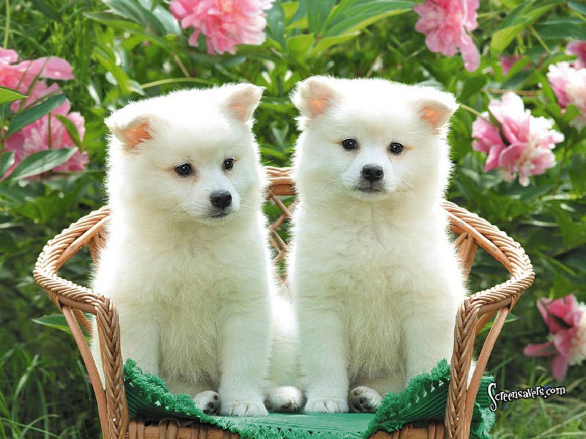 Cute Puppy Wallpaper Dogs HD Wallpapers Pinterest Perro | Habitación de Lucy