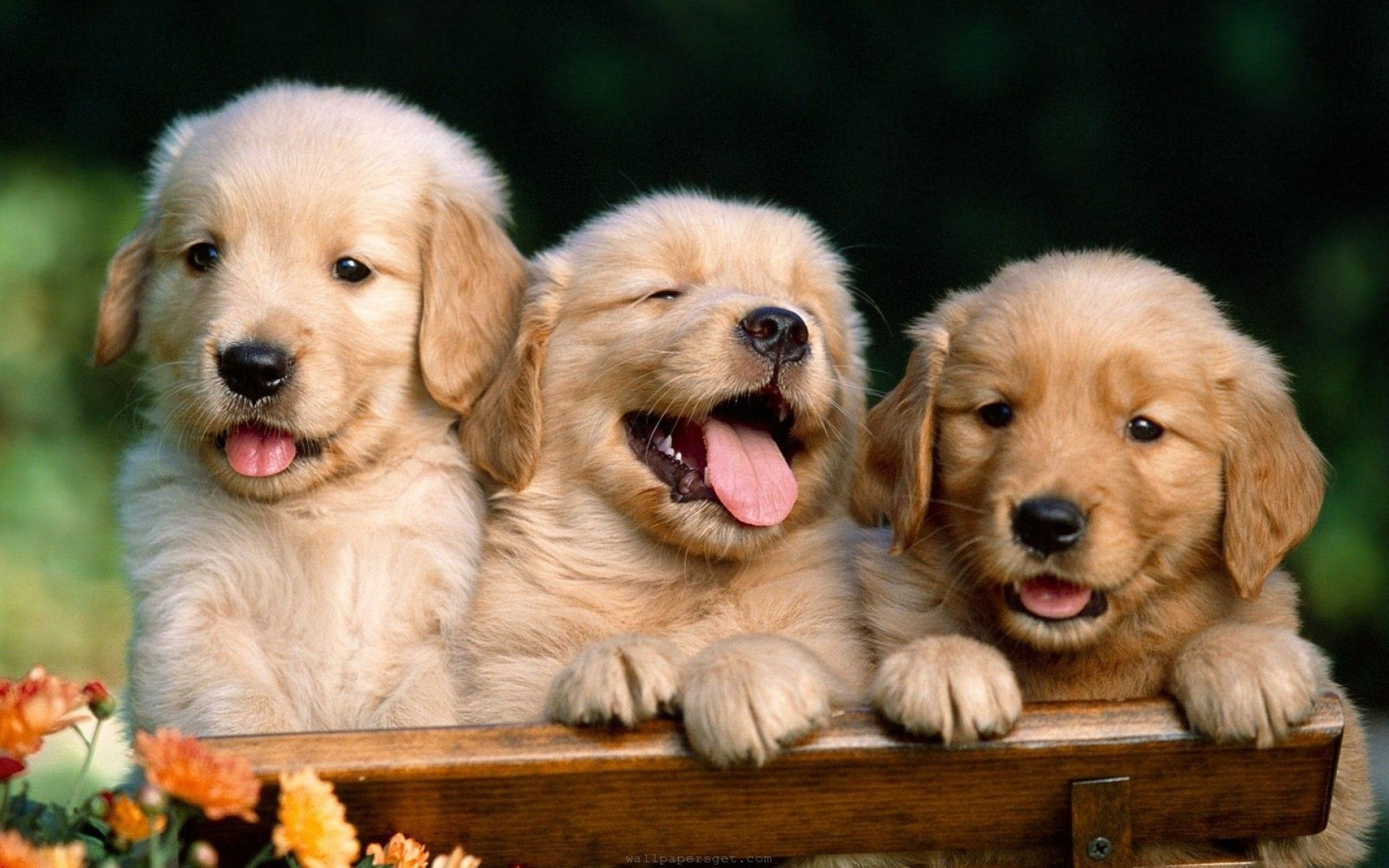 Cute Dog Wallpapers - Mejores fondos de pantalla de Cute Dog gratis - WallpaperAccess
