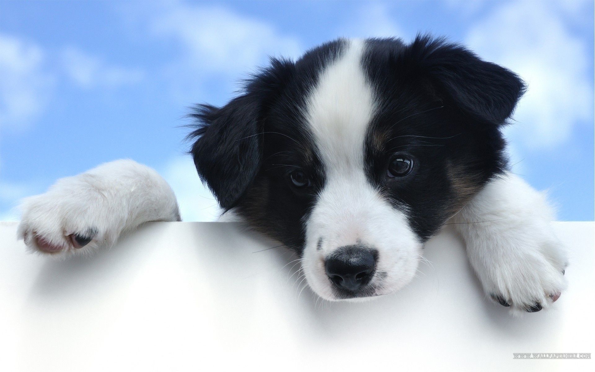Cute Dog Wallpapers About Doggies 1920x1200
