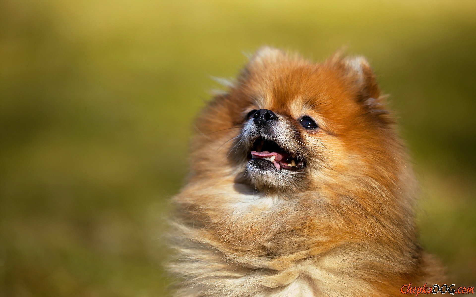 Hermosos fondos de pantalla de Pomerania Google Search Doggies To Love Cute