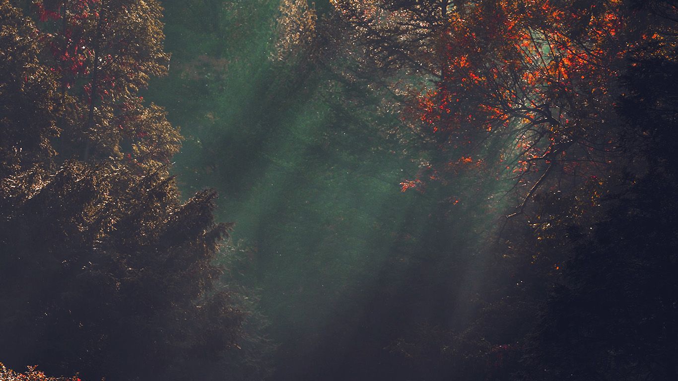 na74-wood-nature-tree-sunshine-light-fall-red | fondos de pantalla | Ordenador portátil