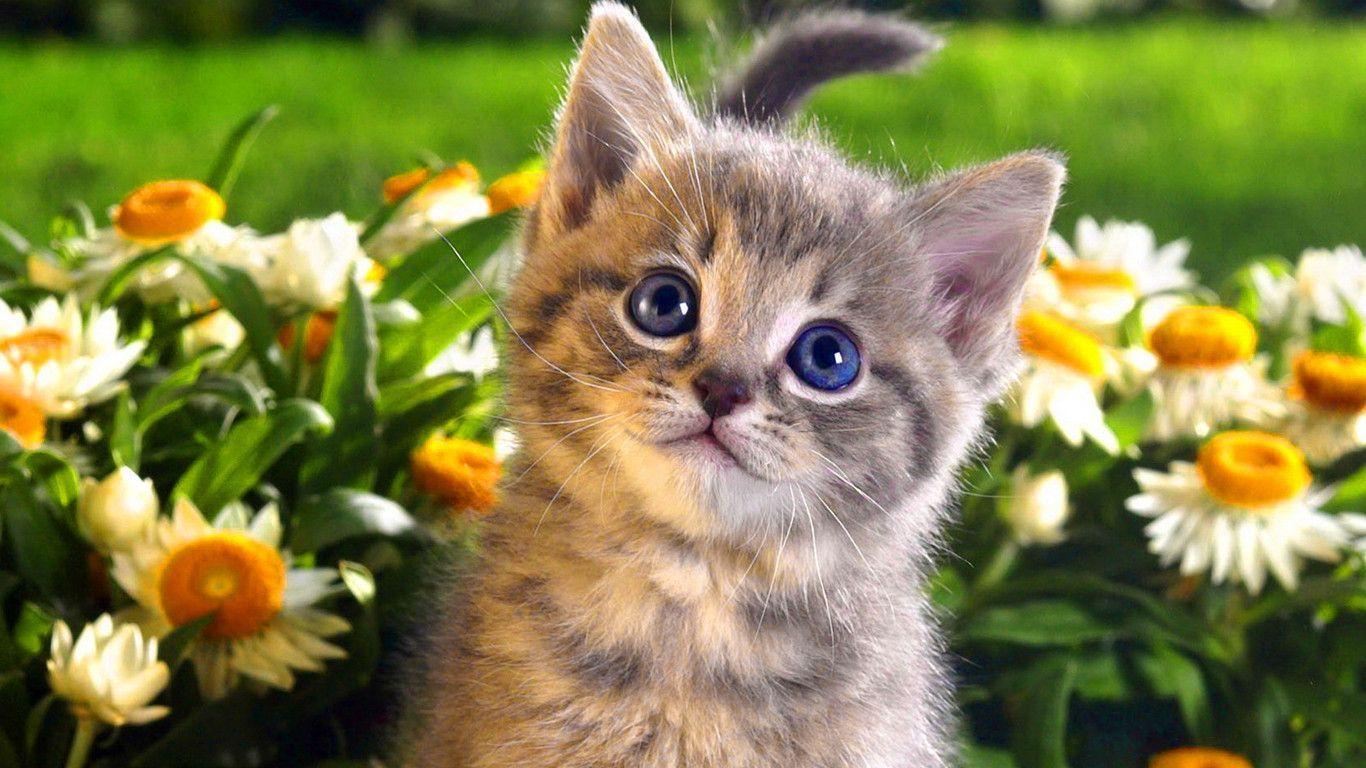 Nuevos fondos de pantalla de gatos Descargar 79 fotos de gatos lindos e imágenes HD gratis
