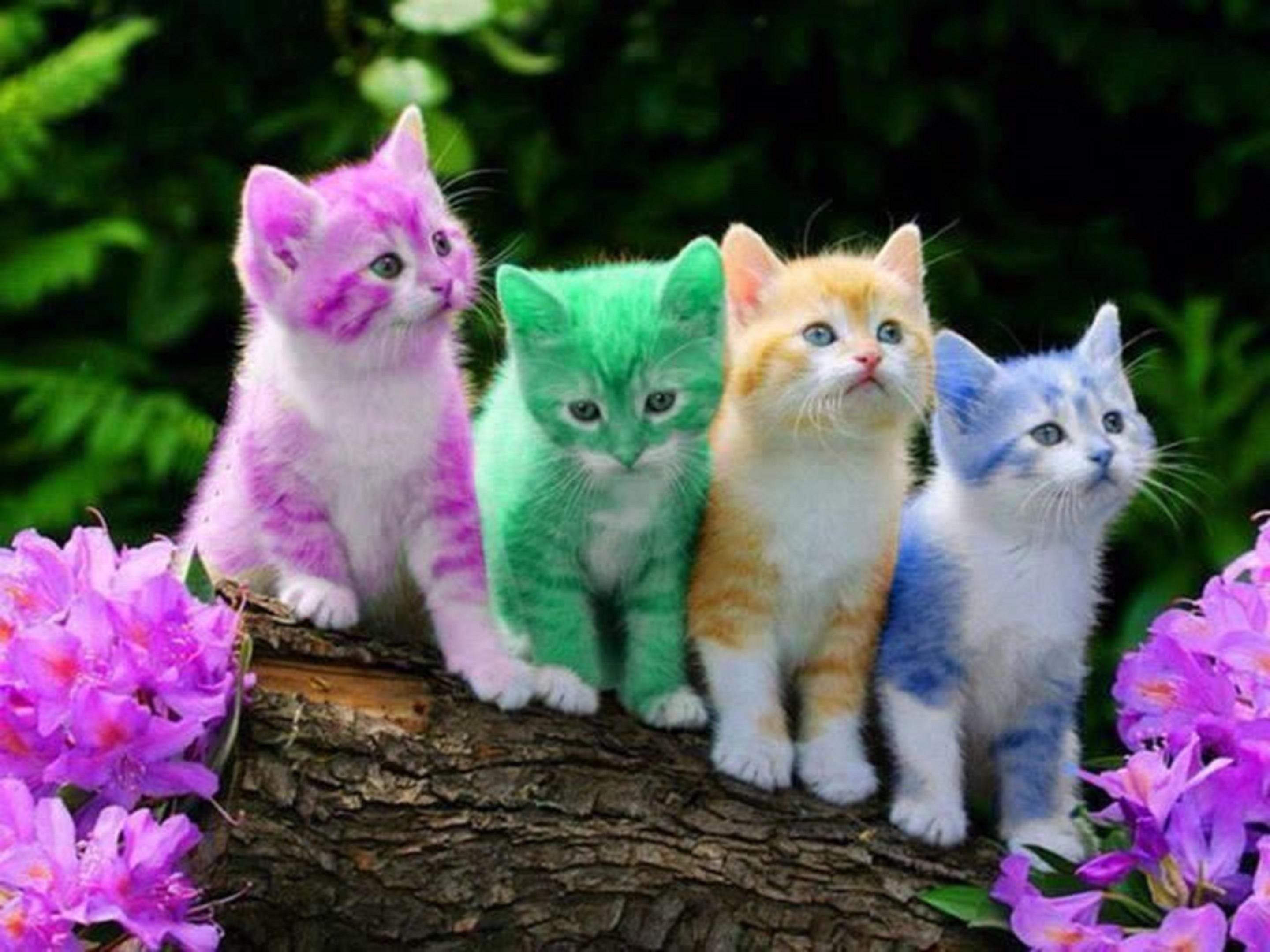Gatos Fondos de pantalla Rainbow KIttens | Animal Wallpaper | Gatitos más lindos
