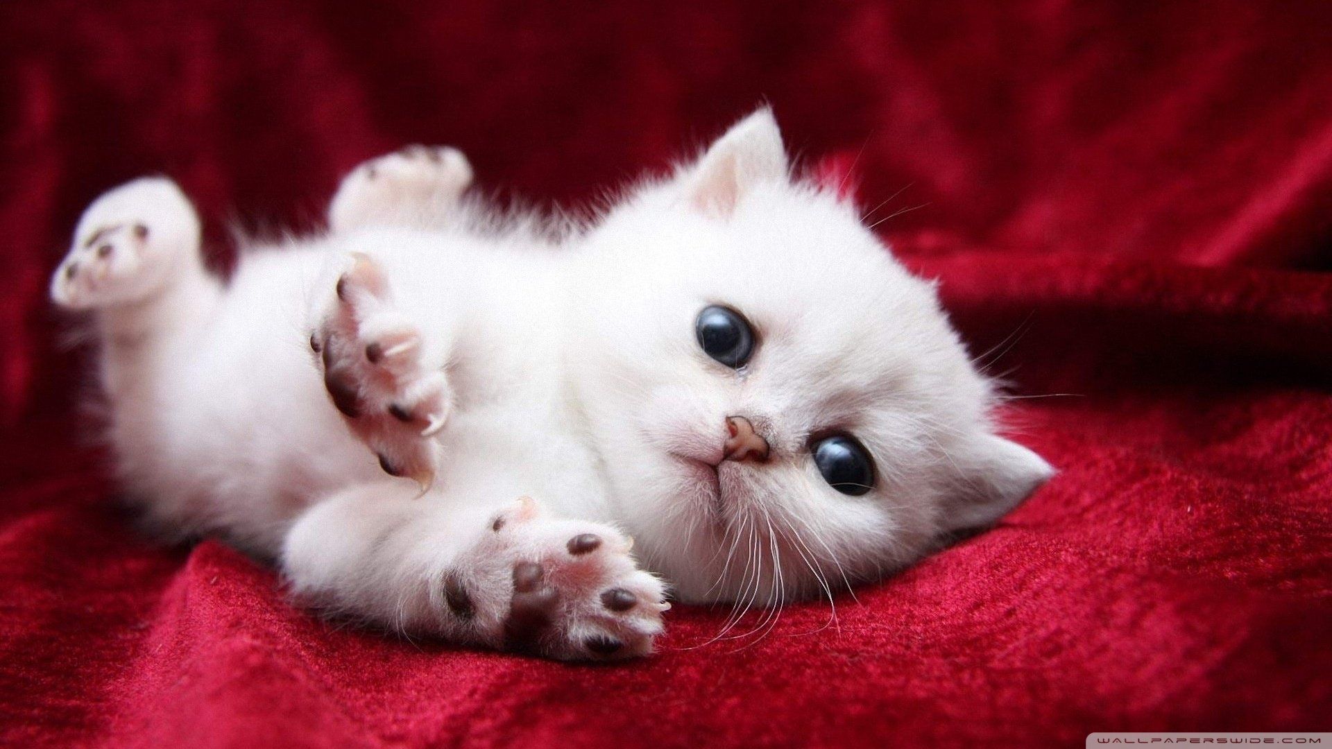 18 fondos de pantalla de adorable gatito gato