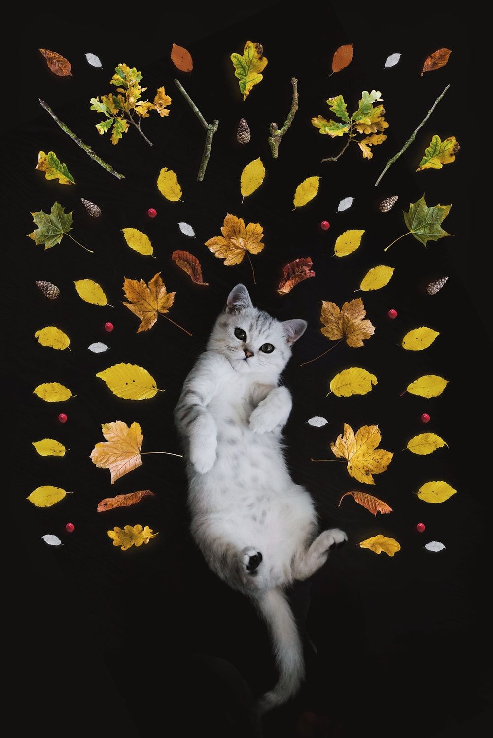 Cat Wallpaper | 44 mejores fotos gratis de fondos de pantalla, gatos, mascotas y animales