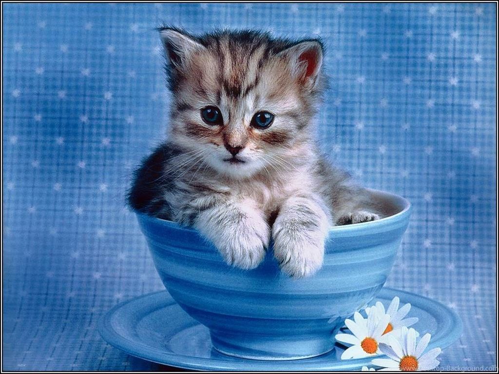 Cute Cats Wallpapers for Desktop 31 Free Wallpapers - Cute White Cat