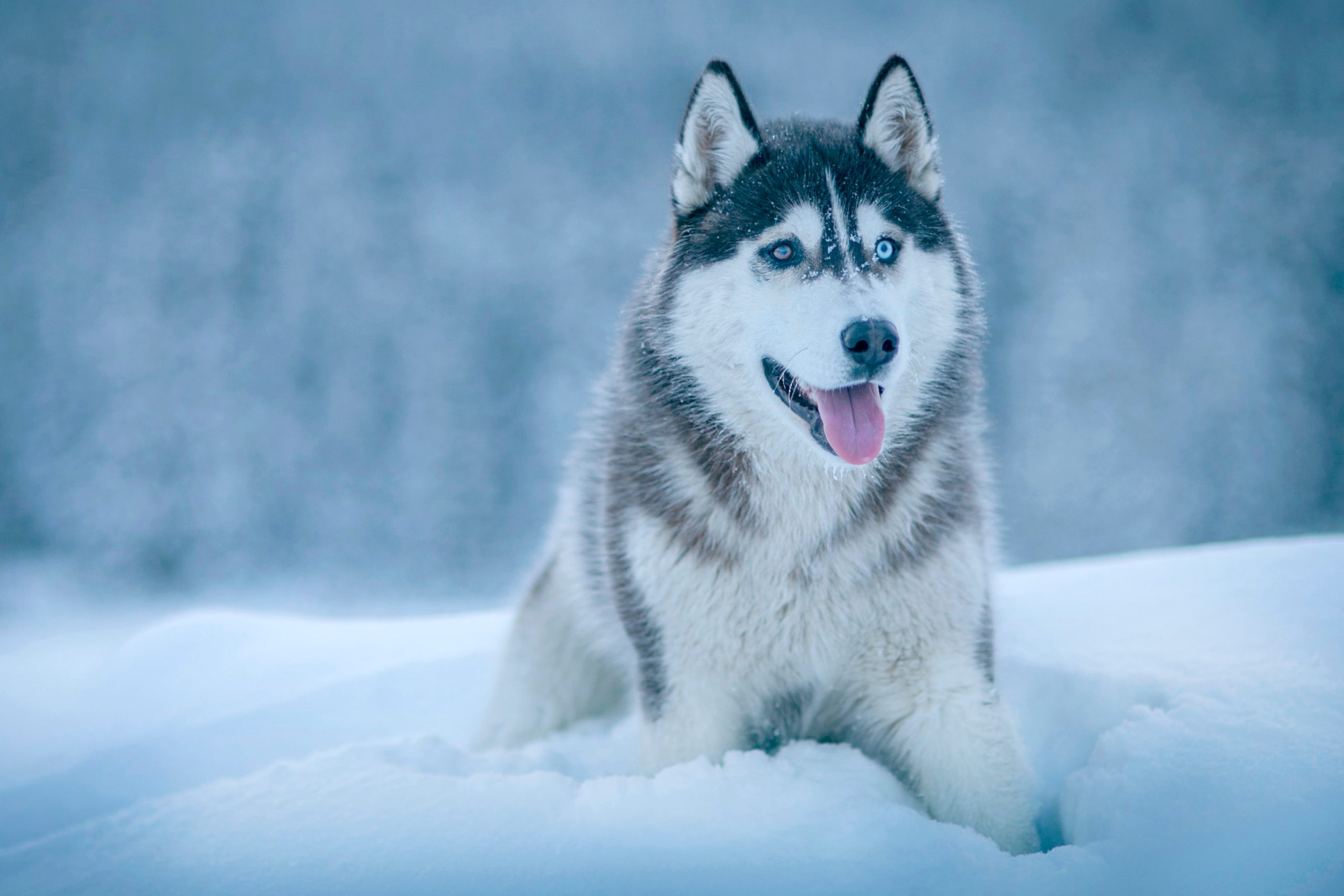 Descargar Winter Dog Snow HD Wallpapers gratis