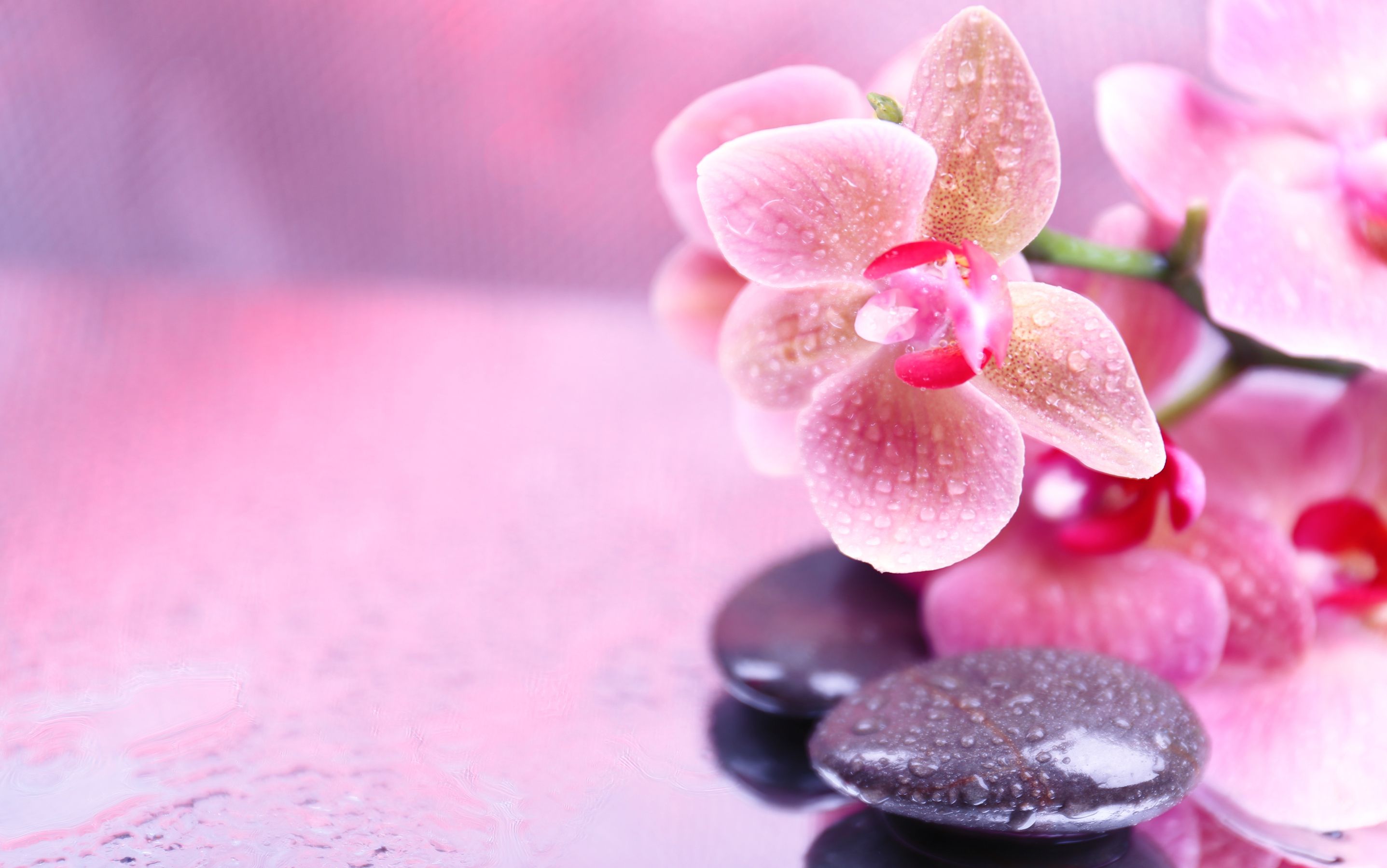 flores, piedras, orquídeas, spa, rosa, zen :: Fondos de pantalla