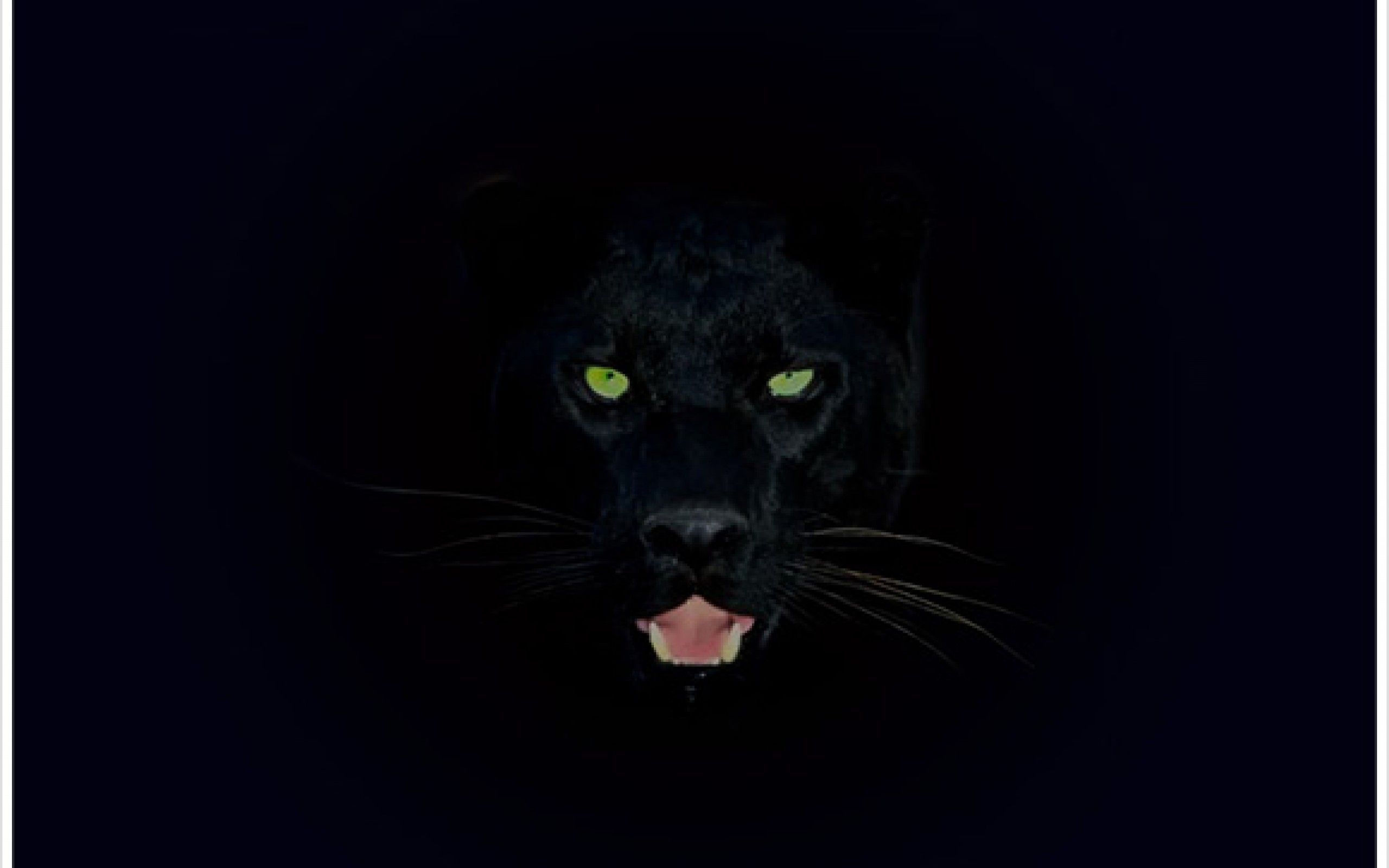 Fondo de pantalla de Black Panther | 2560x1600 | # 45763