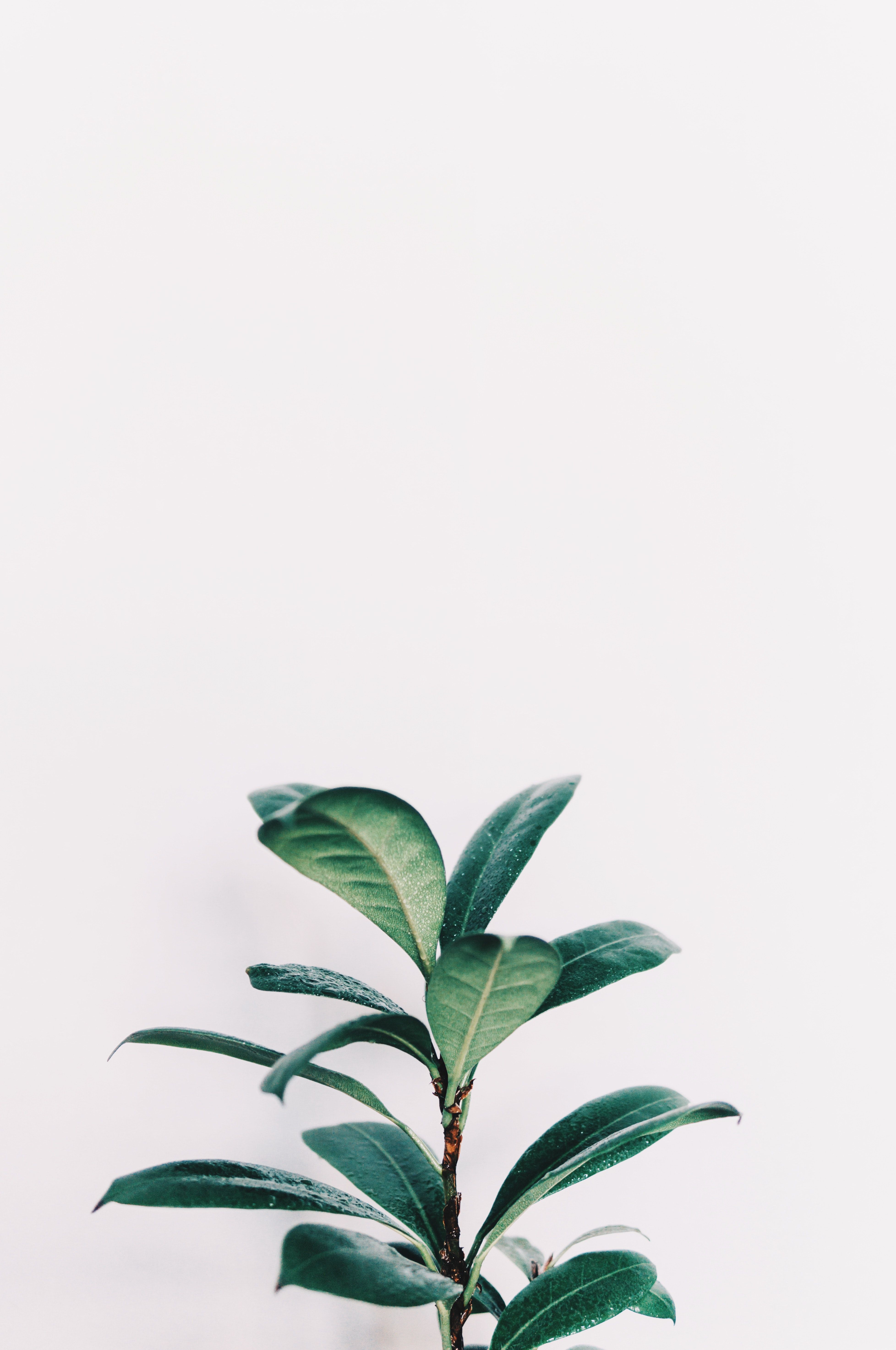 foto de primer plano de planta de hojas verdes | album \ botany en 2019 | Planta