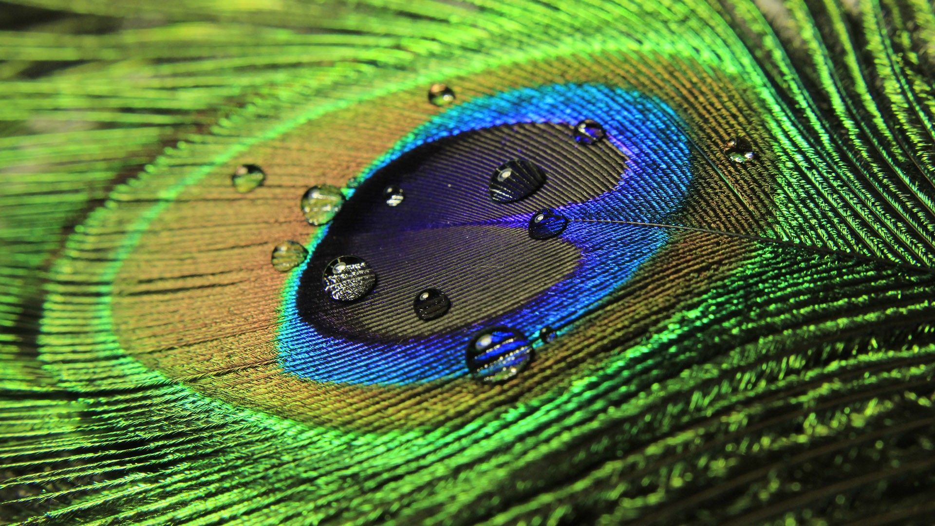 Hermoso abstracto pavo real pájaro pluma agua gotas fondos de pantalla HD