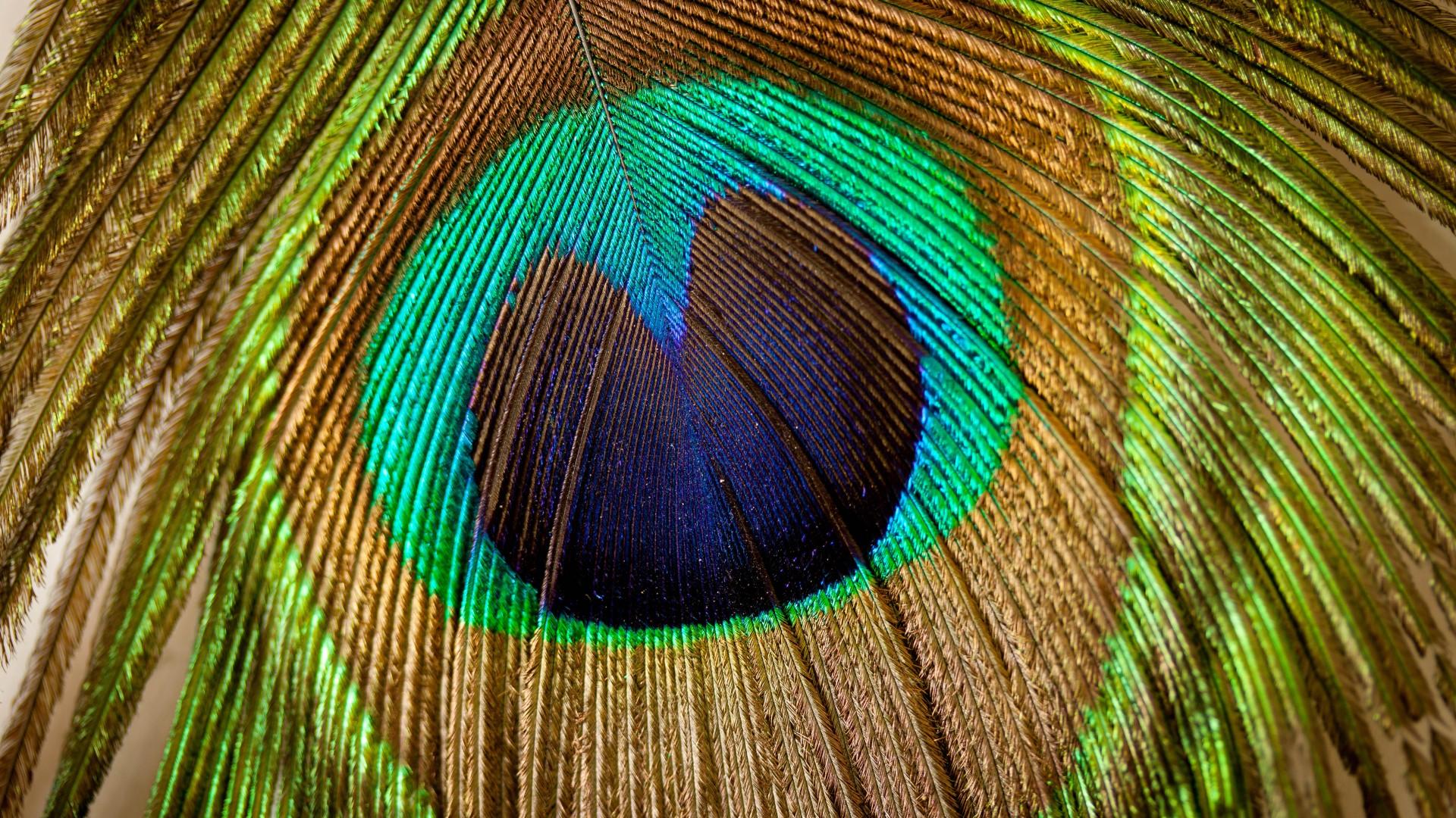 HD Peacock Feathers Fondos de pantalla