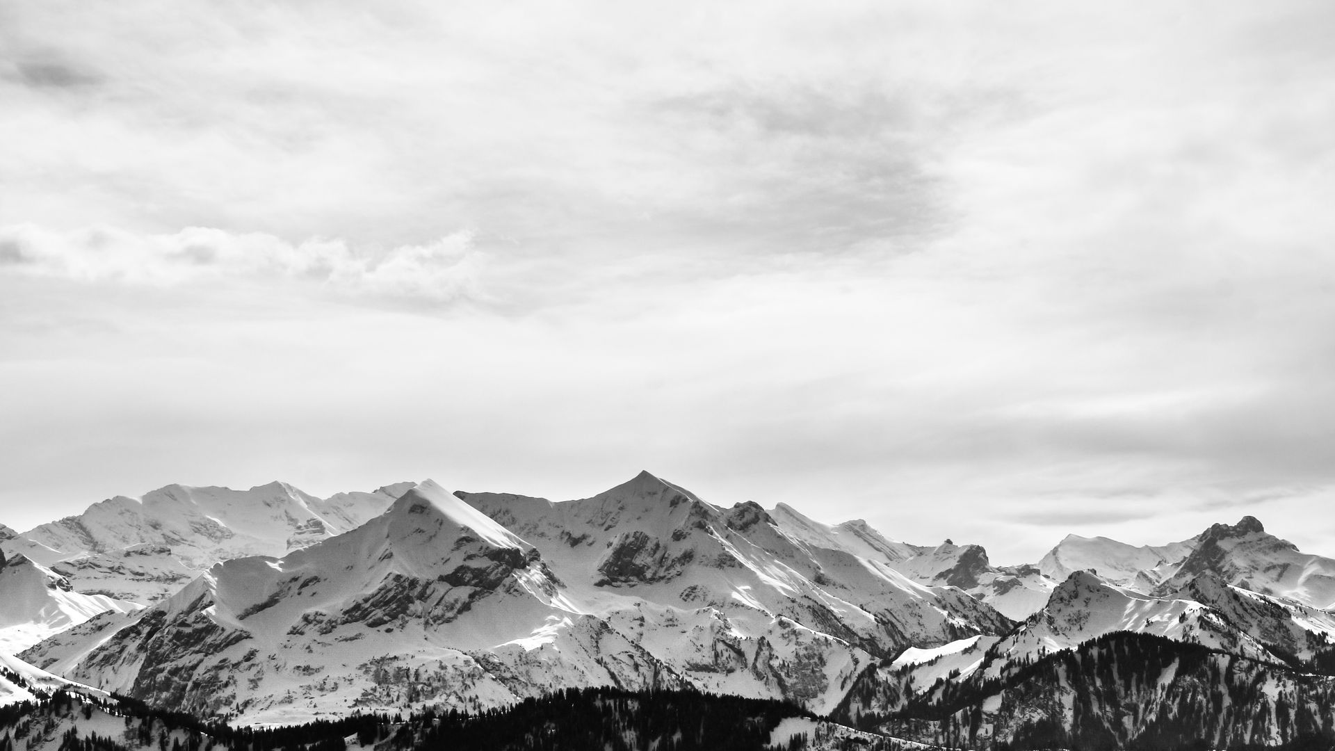 Bernese Mountain Wallpaper en blanco y negro - Wallpaper Stream