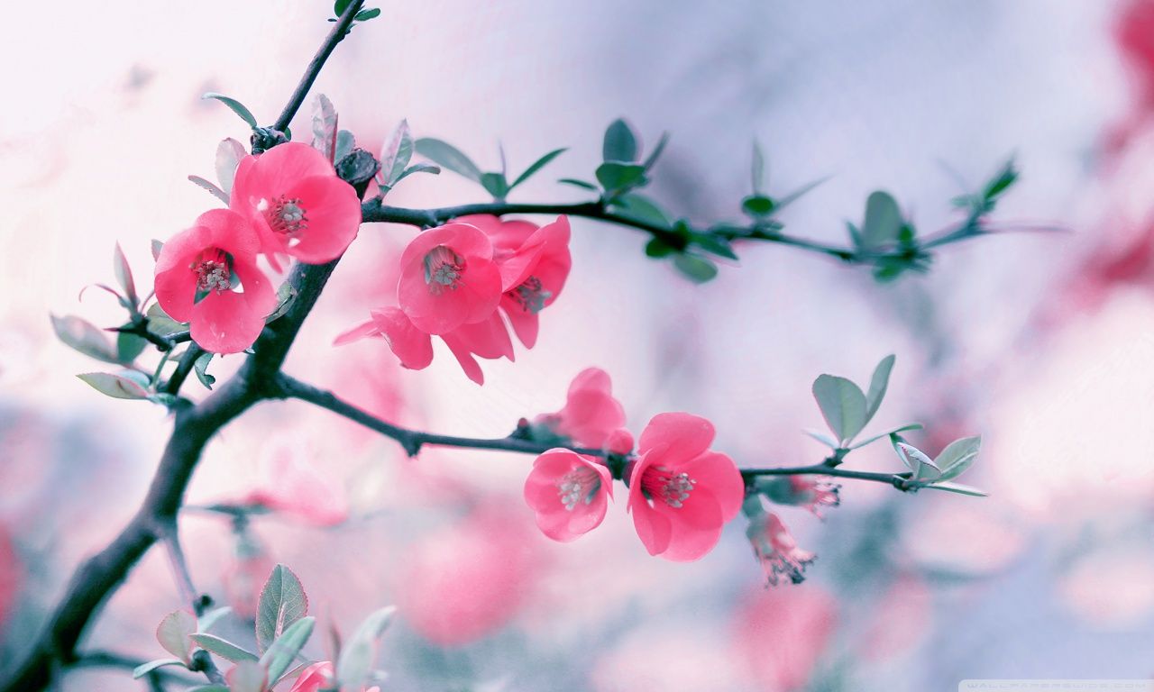 Top Spring Wallpaper, Descargar imagen de una imagen de primavera natural hd