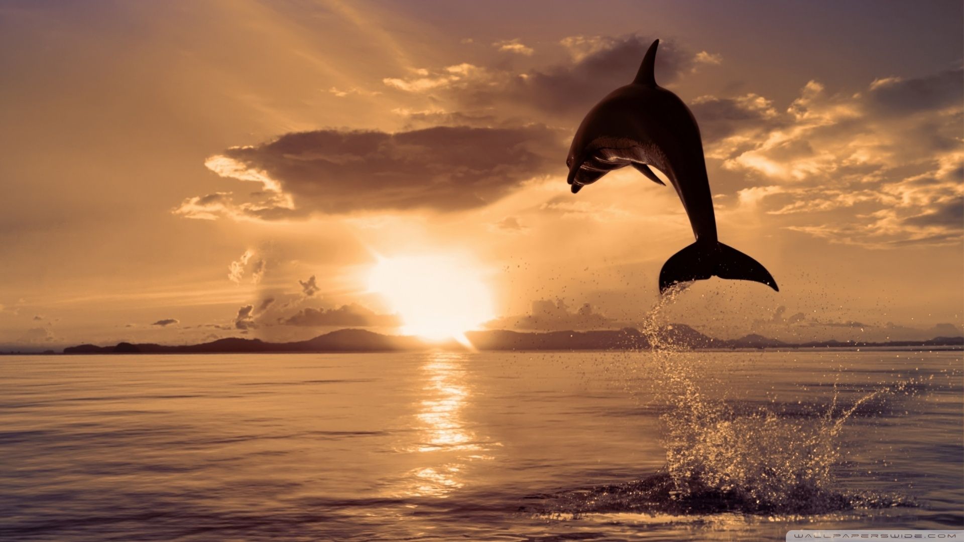 Dolphin Wallpapers Widescreen # 3XIIFNV - 4USkY