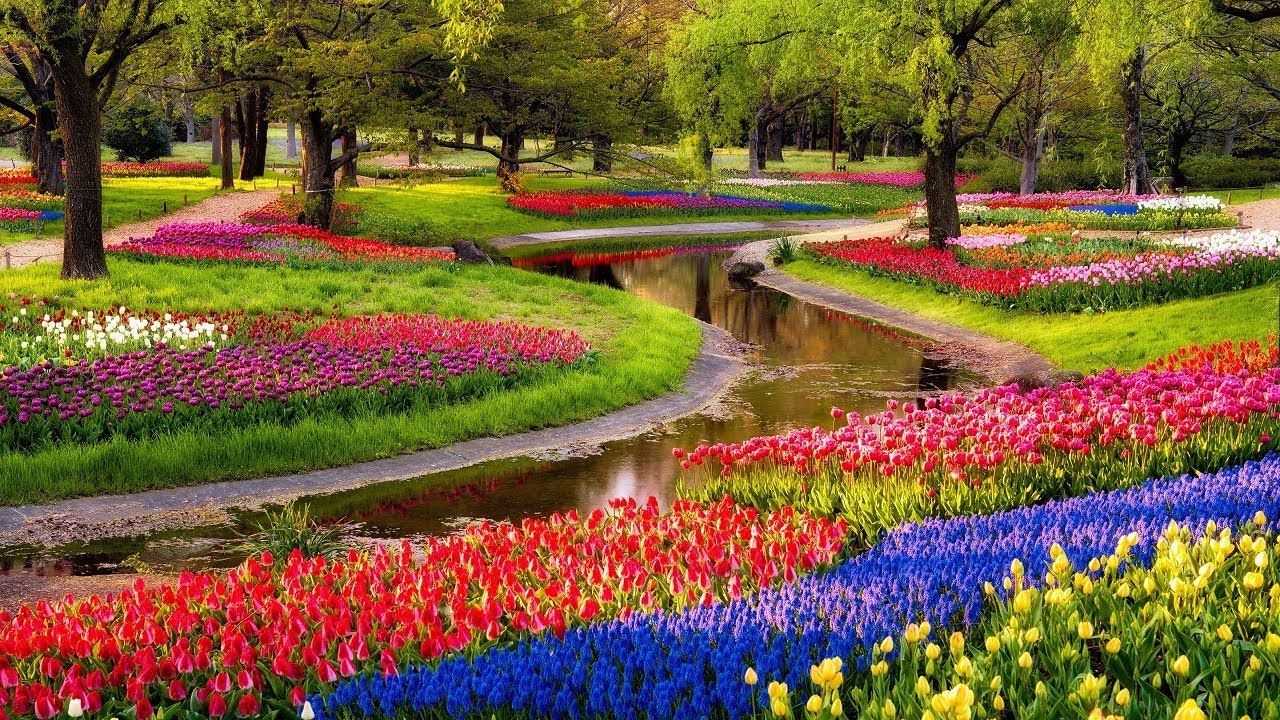 Las 10 flores de jardín más bellas, los fondos de pantalla de flores más bonitos en jardines, flores bonitas