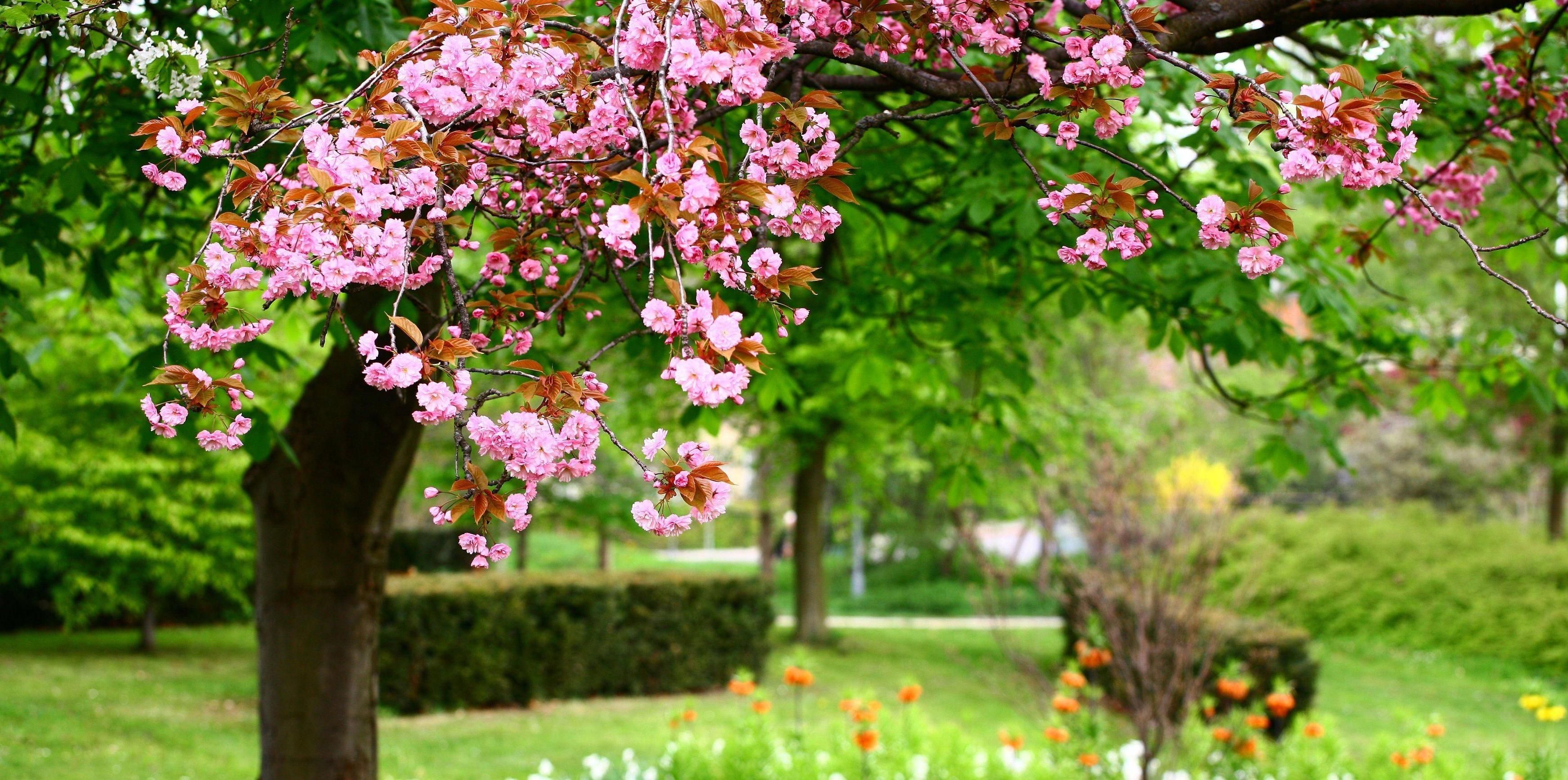 jardín floreciente Flores Naturaleza Fondos de pantalla en | Fondo de pantalla