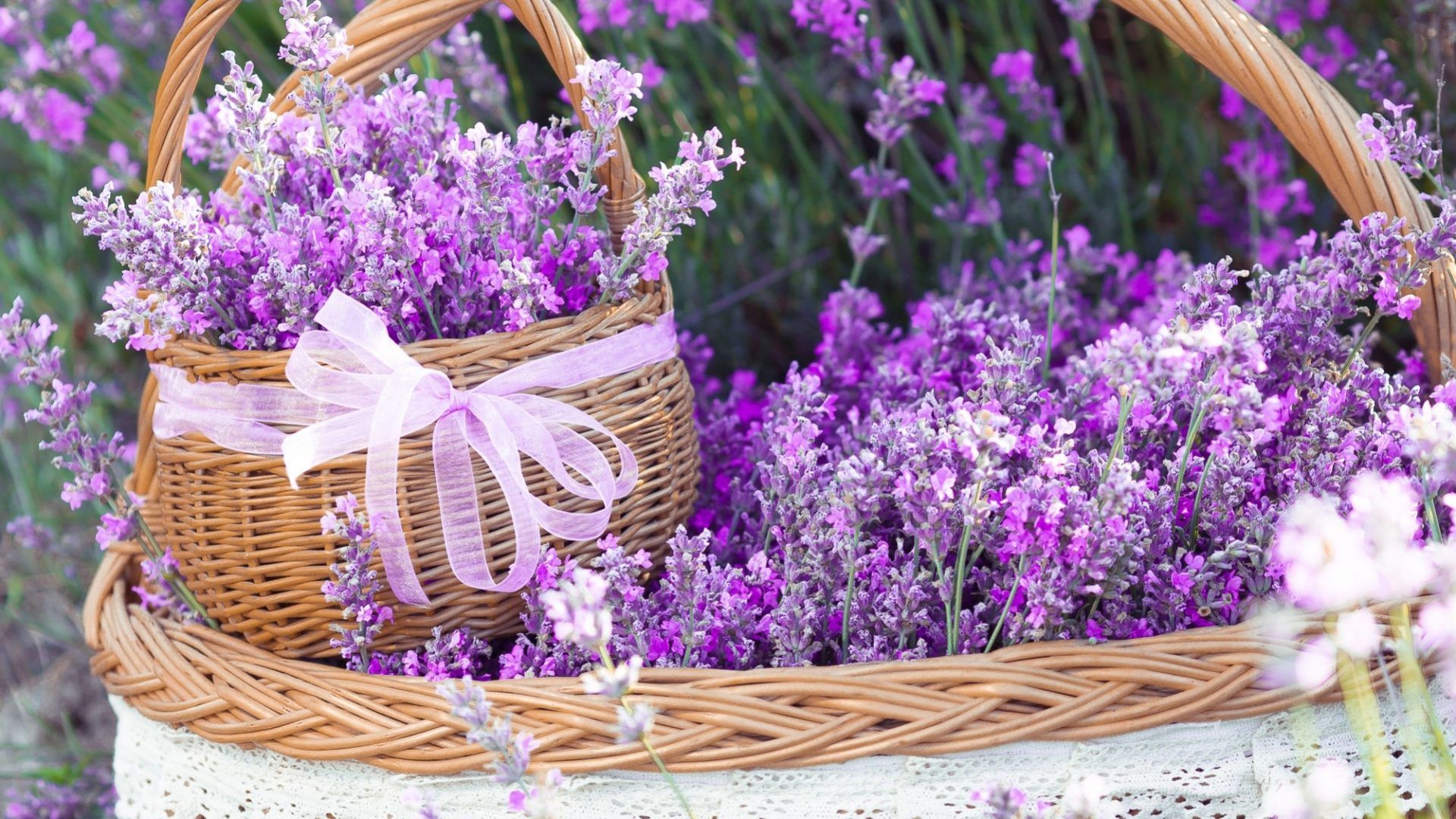 Fondo de pantalla de flores de lavanda para flores de escritorio saludables - HD gratis