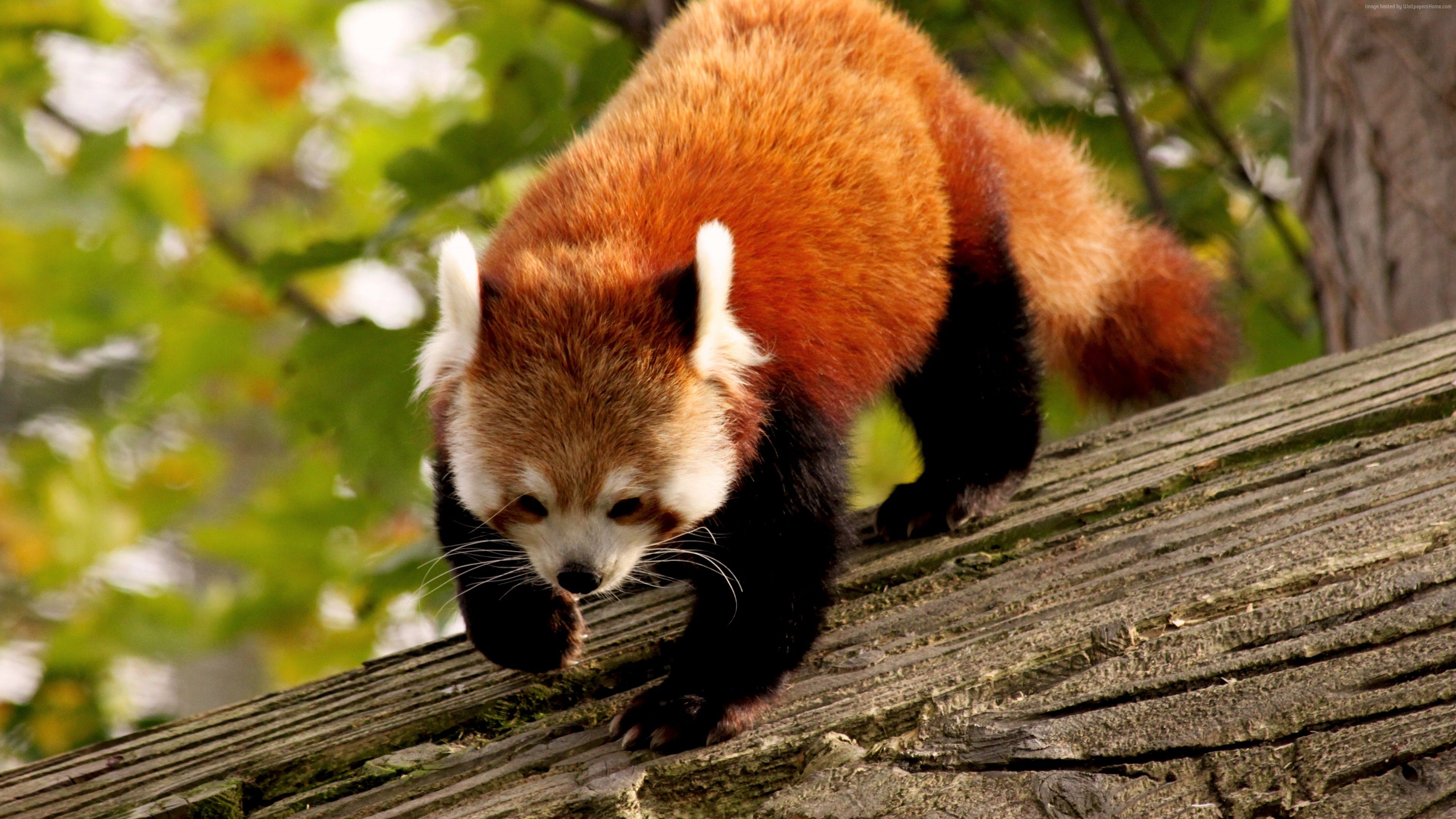 Fondo de pantalla Panda rojo, animal, naturaleza, rama, verde, piel, salvaje