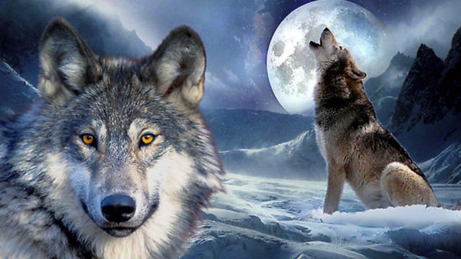 Imágenes en alta definición de los animales salvajes, fondos de pantalla y fondos - Wolf