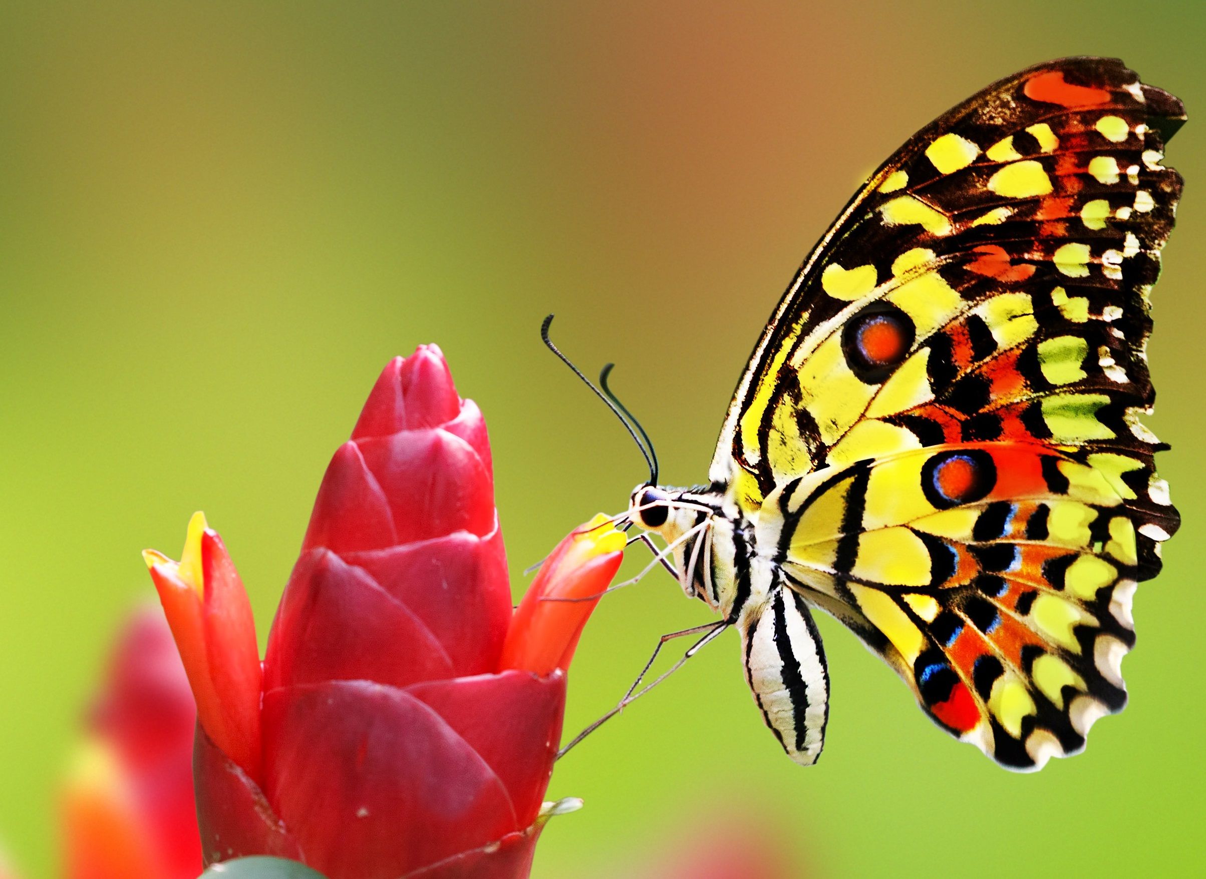 55 colores Colorful mariposa】 HD gratis imágenes fondos de pantalla descargar