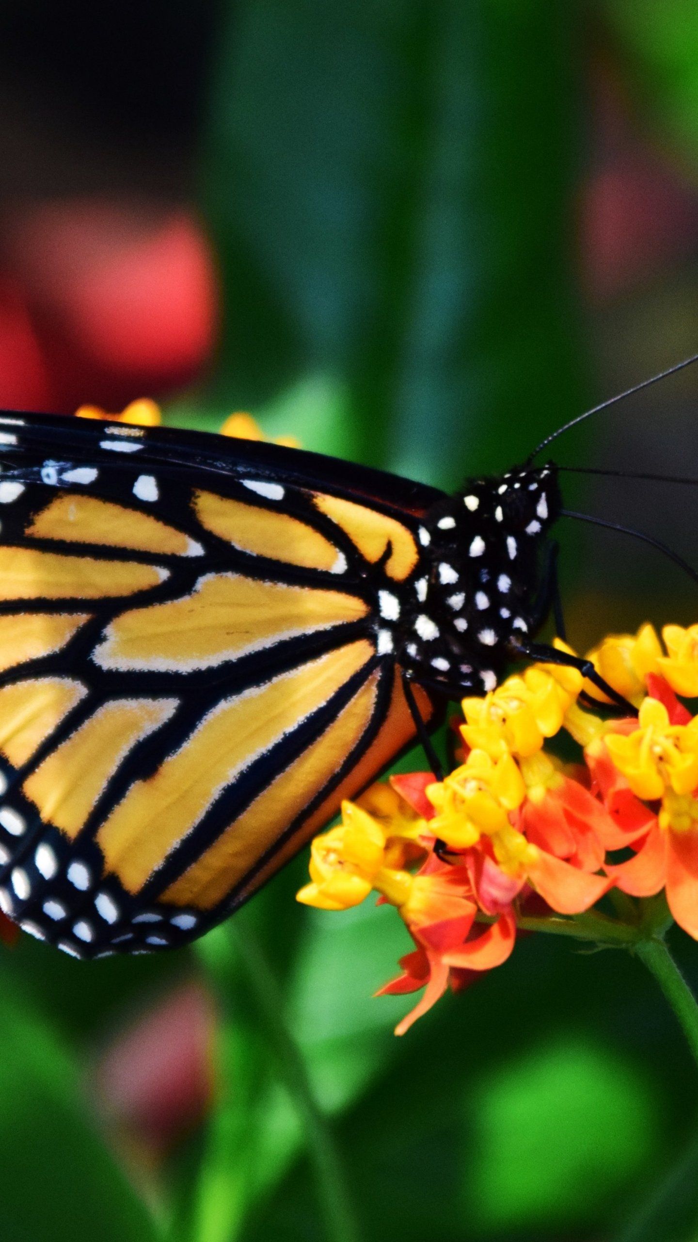 Monarch Butterfly Wallpaper - Fondos de iPhone, Android y de escritorio