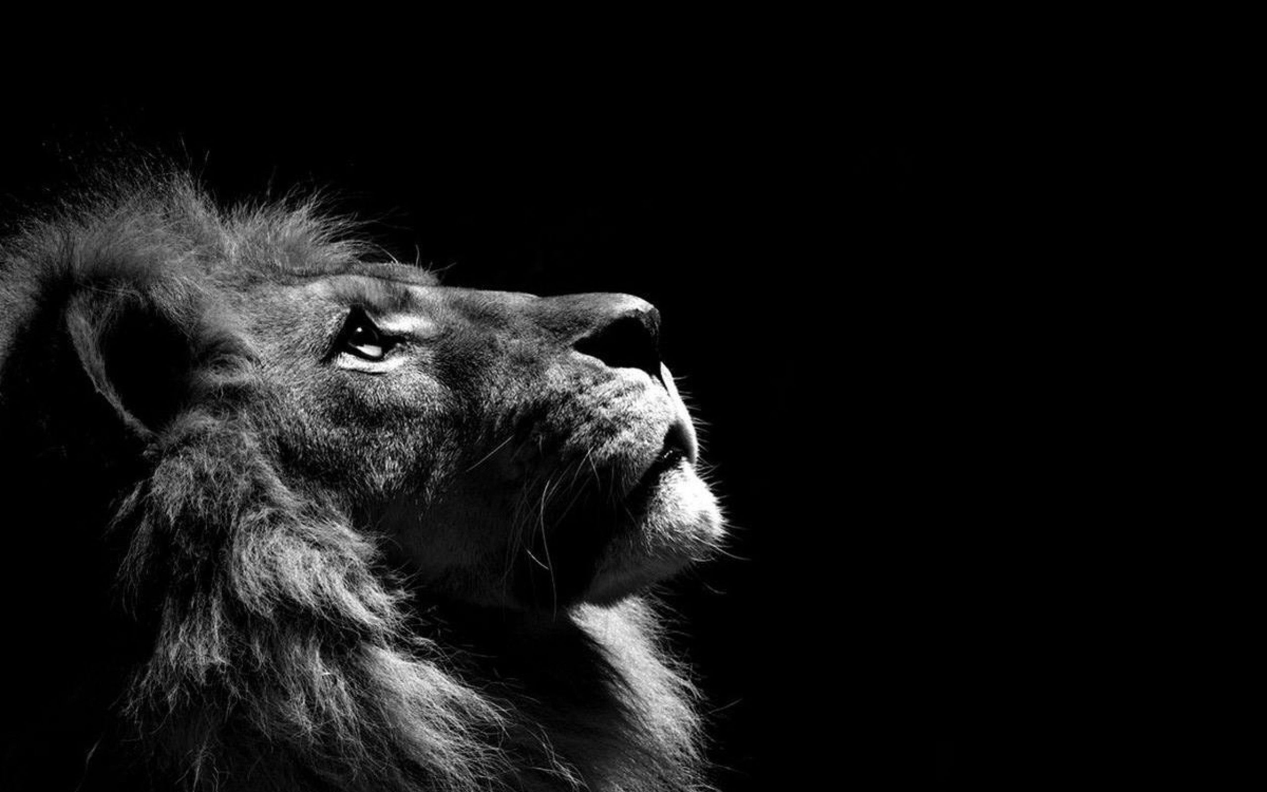 Fondo de pantalla de León, Descargar imagen de una bonita imagen de león hd, # 14214